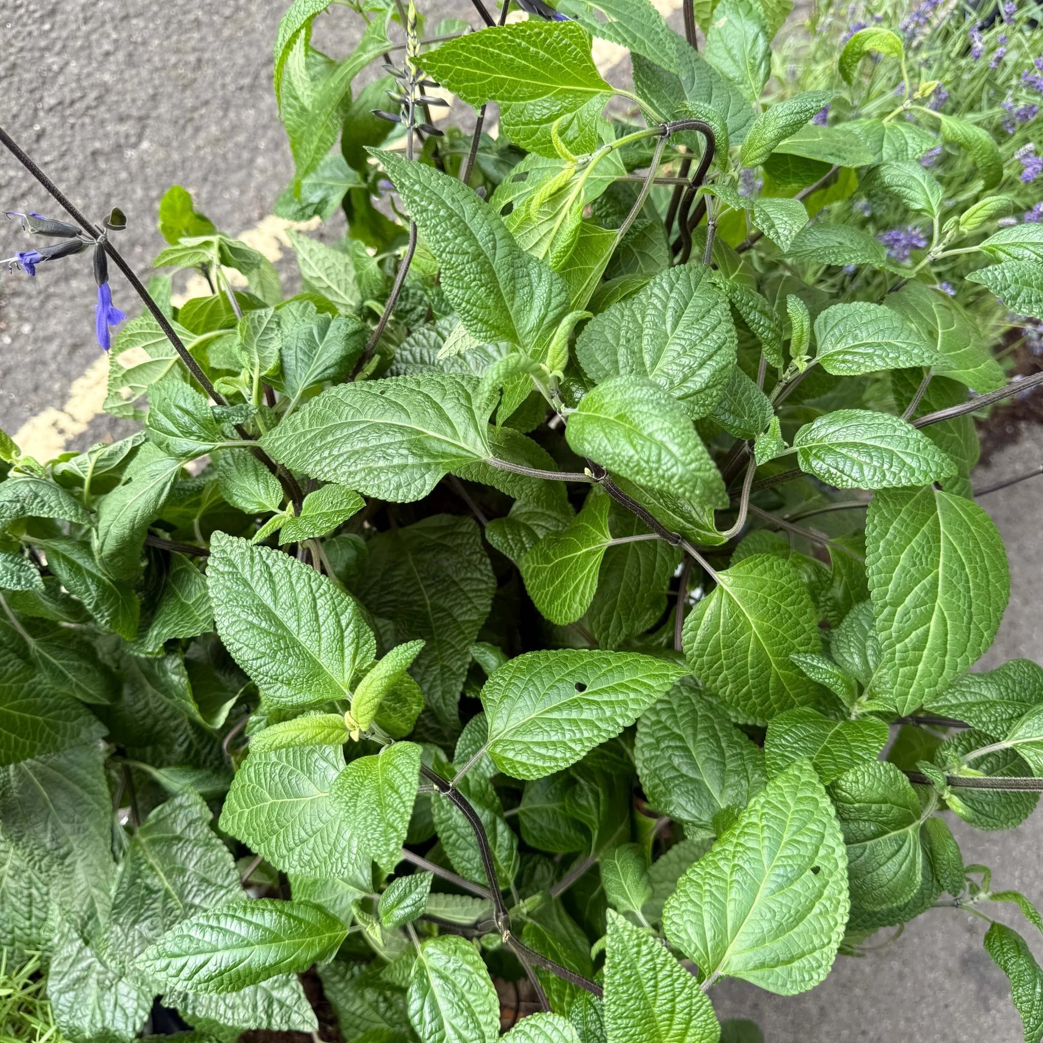 Salvia guaranitica 'Black and Bloom' - Image 2