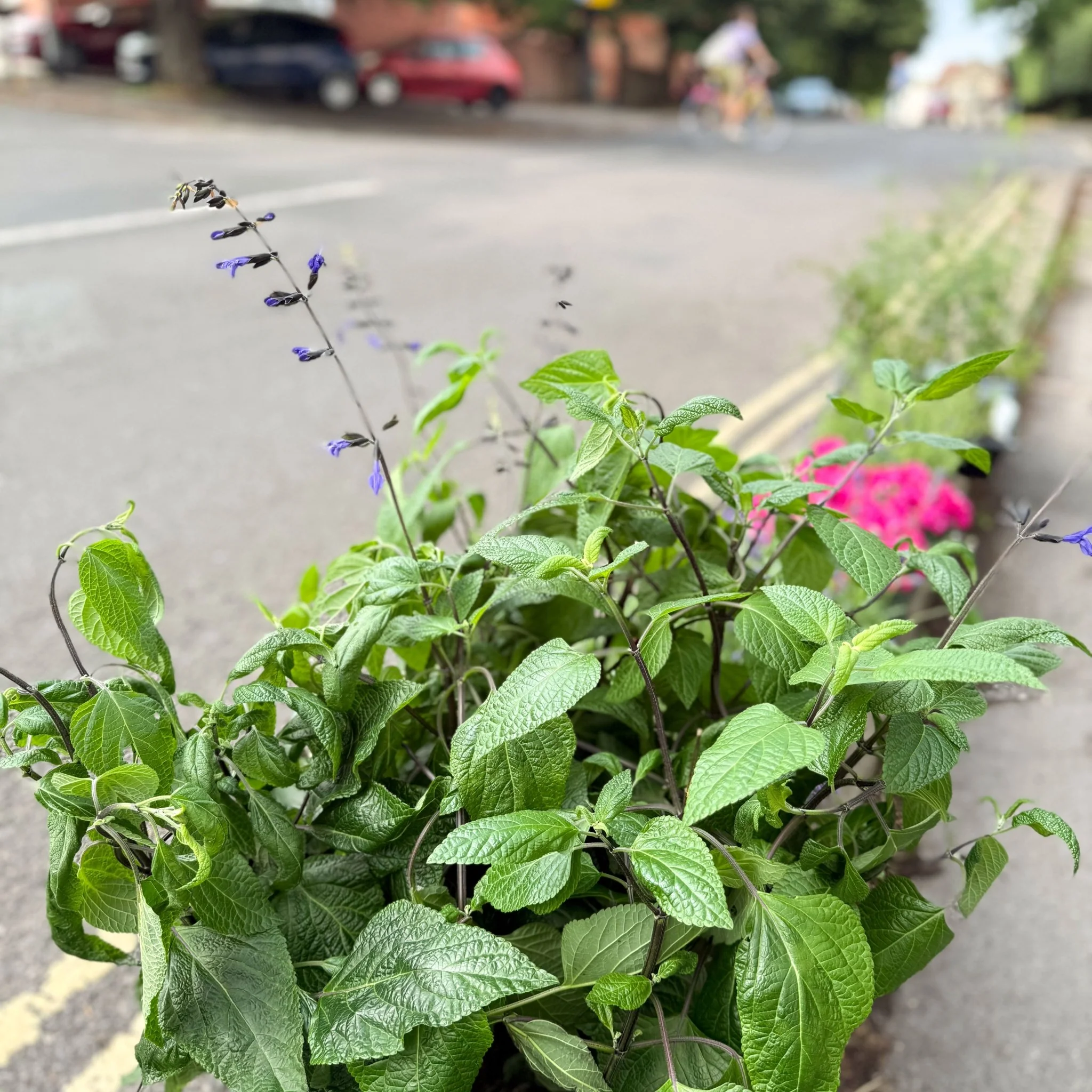 Salvia guaranitica 'Black and Bloom' - Image 3