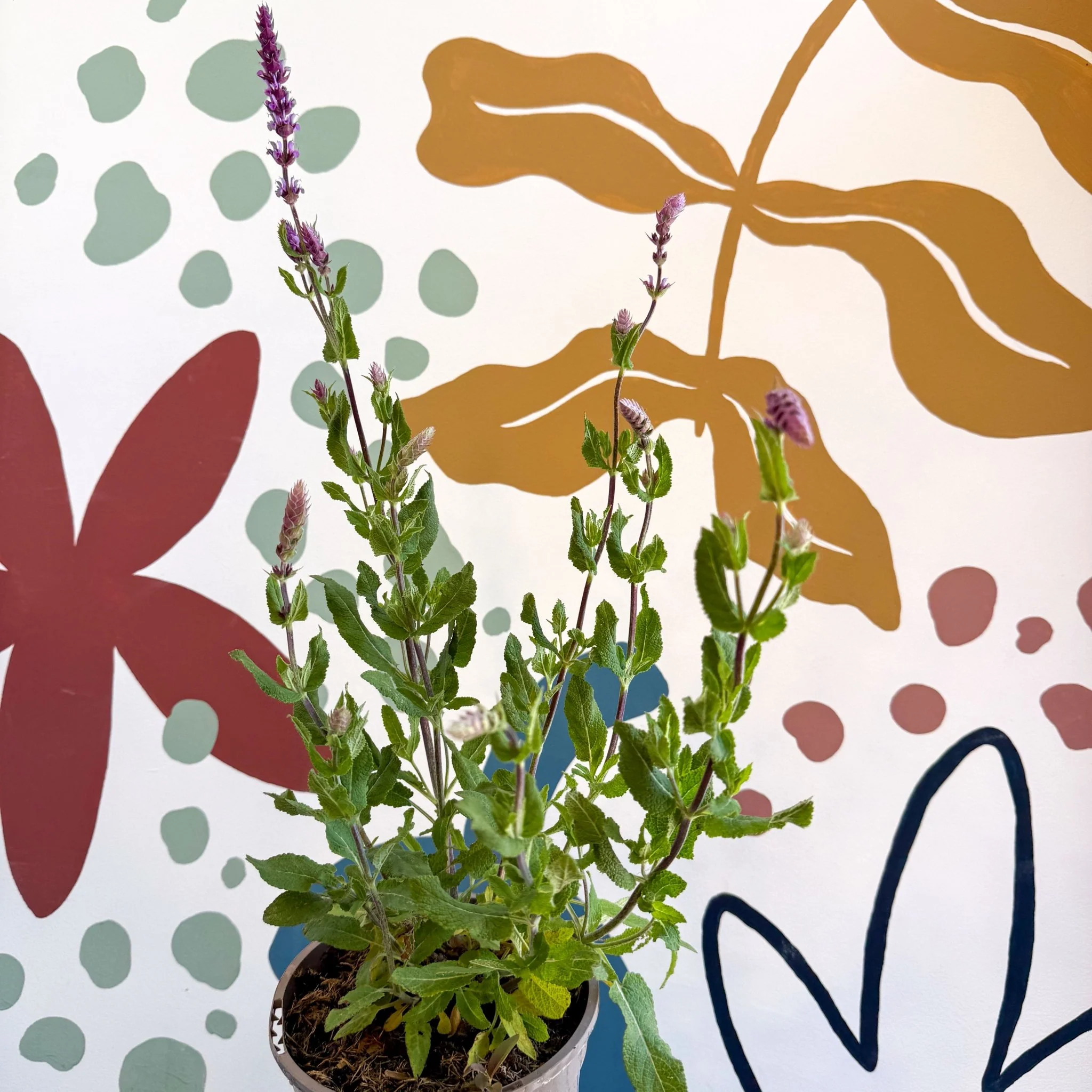 Salvia ‘Kate Glenn’ - Cotswold Grown Perennial - Image 2