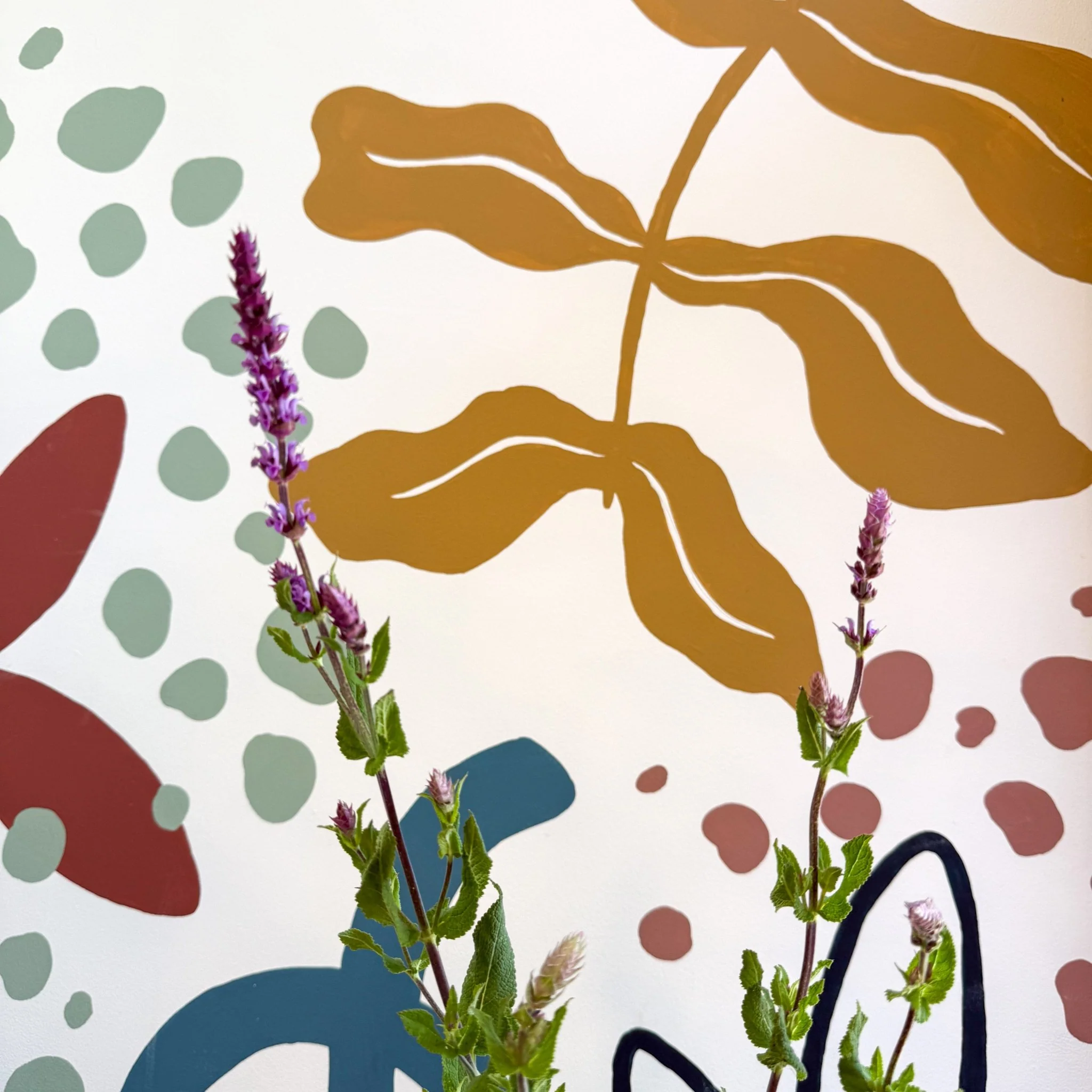 Salvia ‘Kate Glenn’ - Cotswold Grown Perennial - Image 5