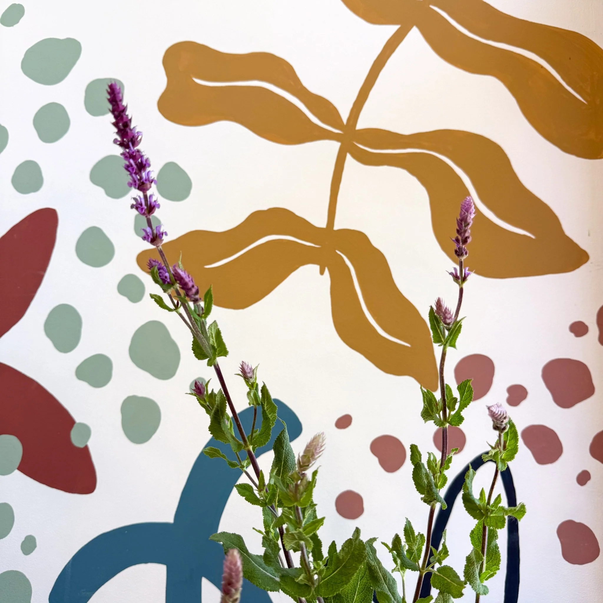 Salvia ‘Kate Glenn’ - Cotswold Grown Perennial - Image 6