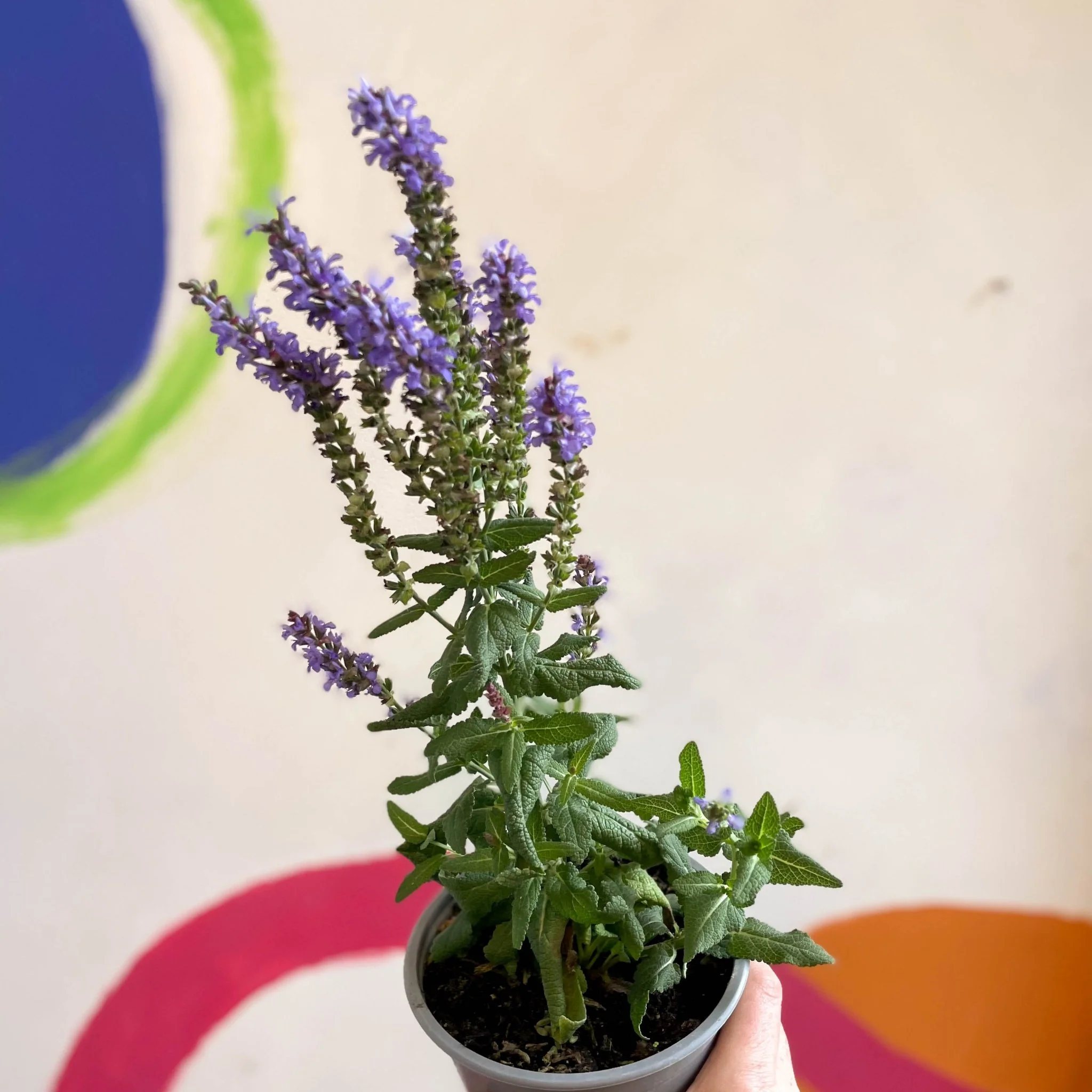 Salvia x superba ‘Bordeau Compact Sky Blue’ - British Grown Perennial - Image 7