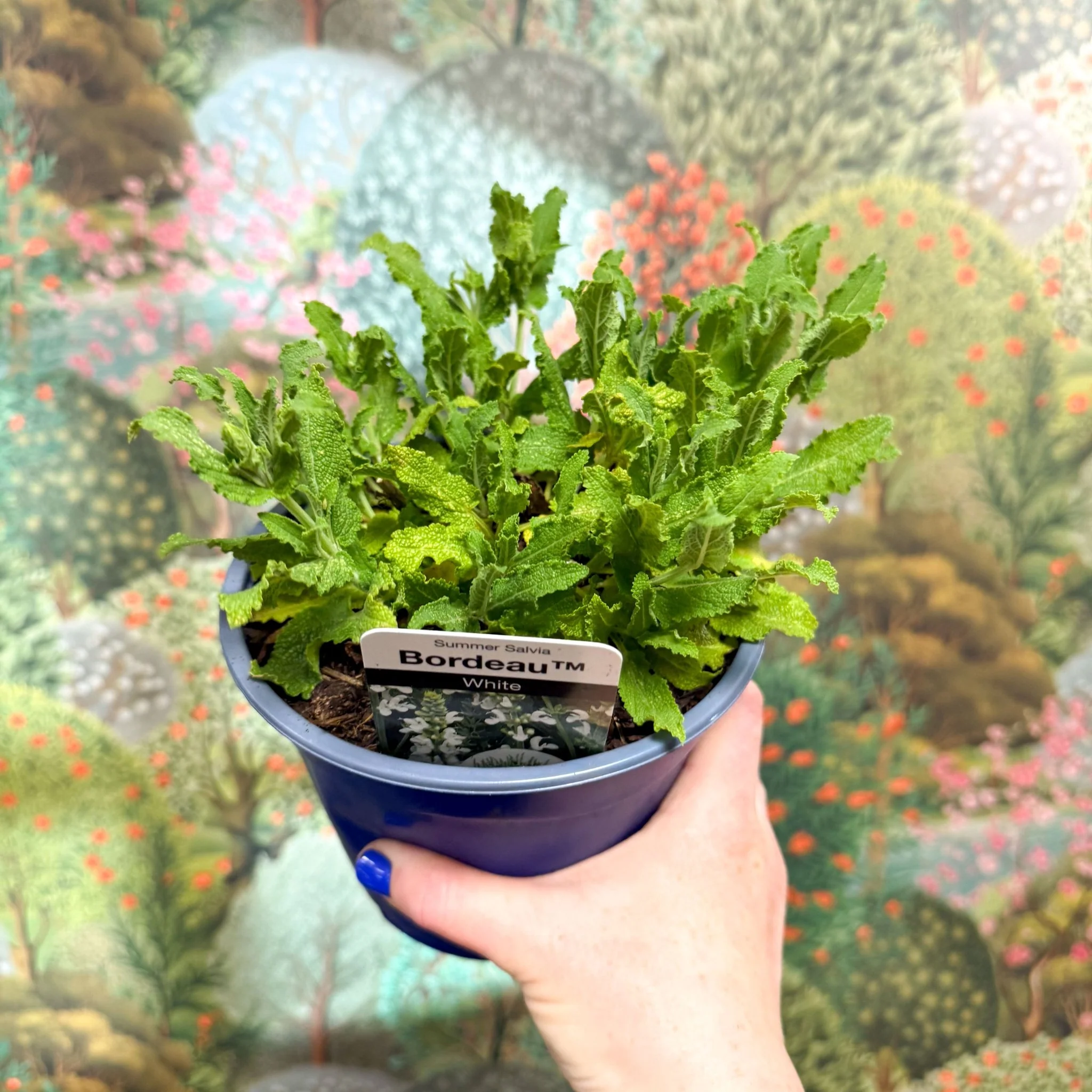Salvia x superba ‘Bordeau White’ - British Grown Perennial - Image 2