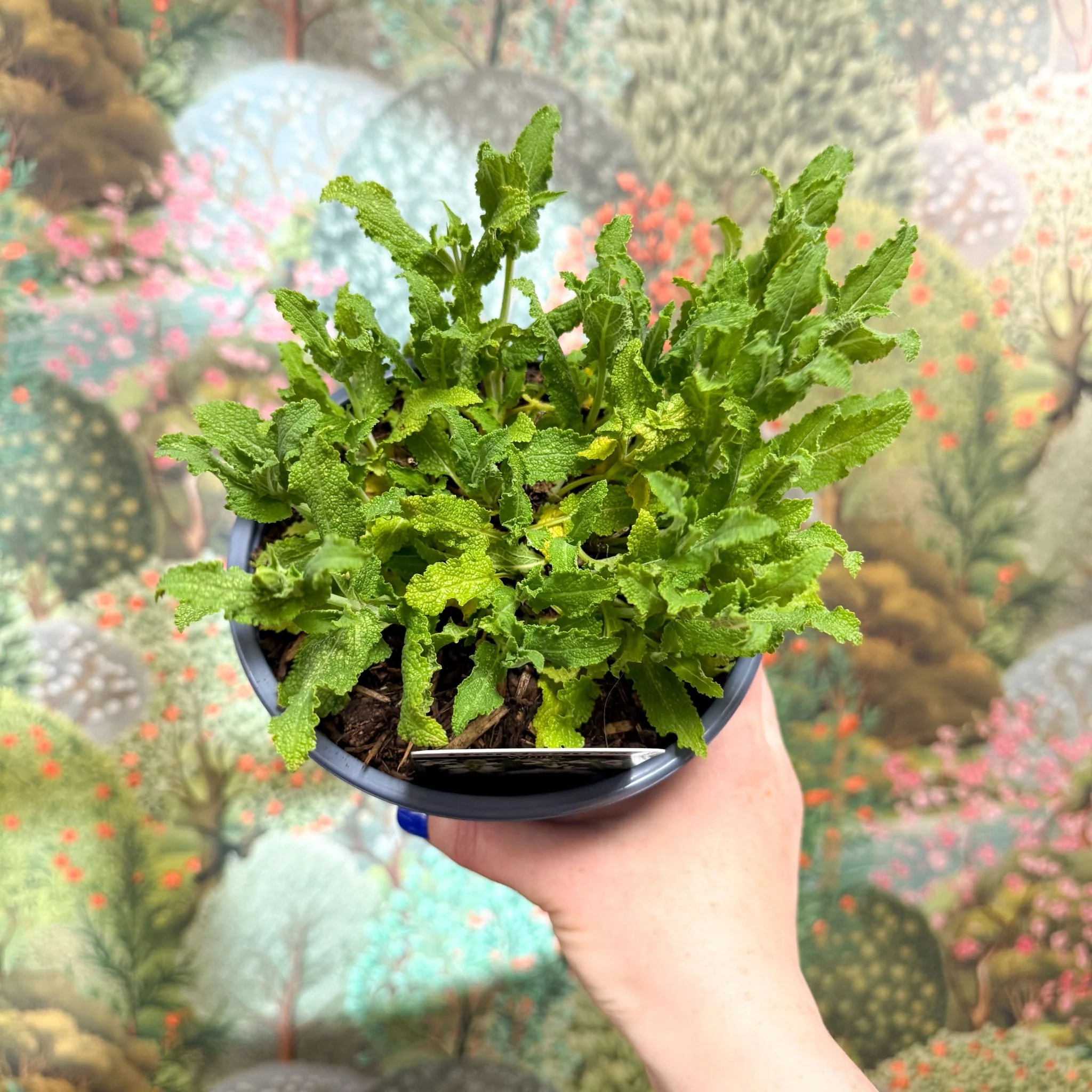 Salvia x superba ‘Bordeau White’ - British Grown Perennial - Image 6