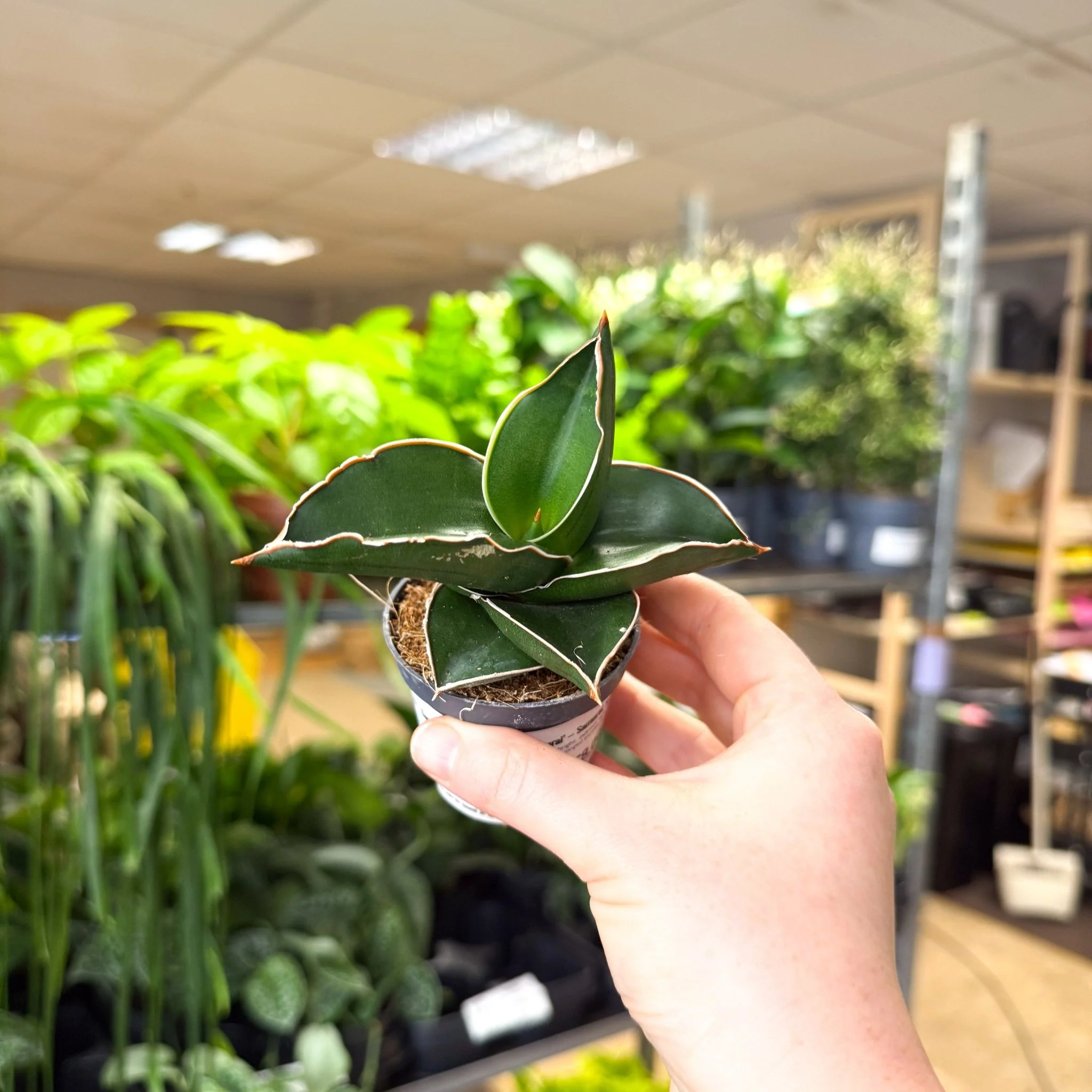Sansevieria ehrenbergii ‘Samurai’ – Samurai Snake Plant