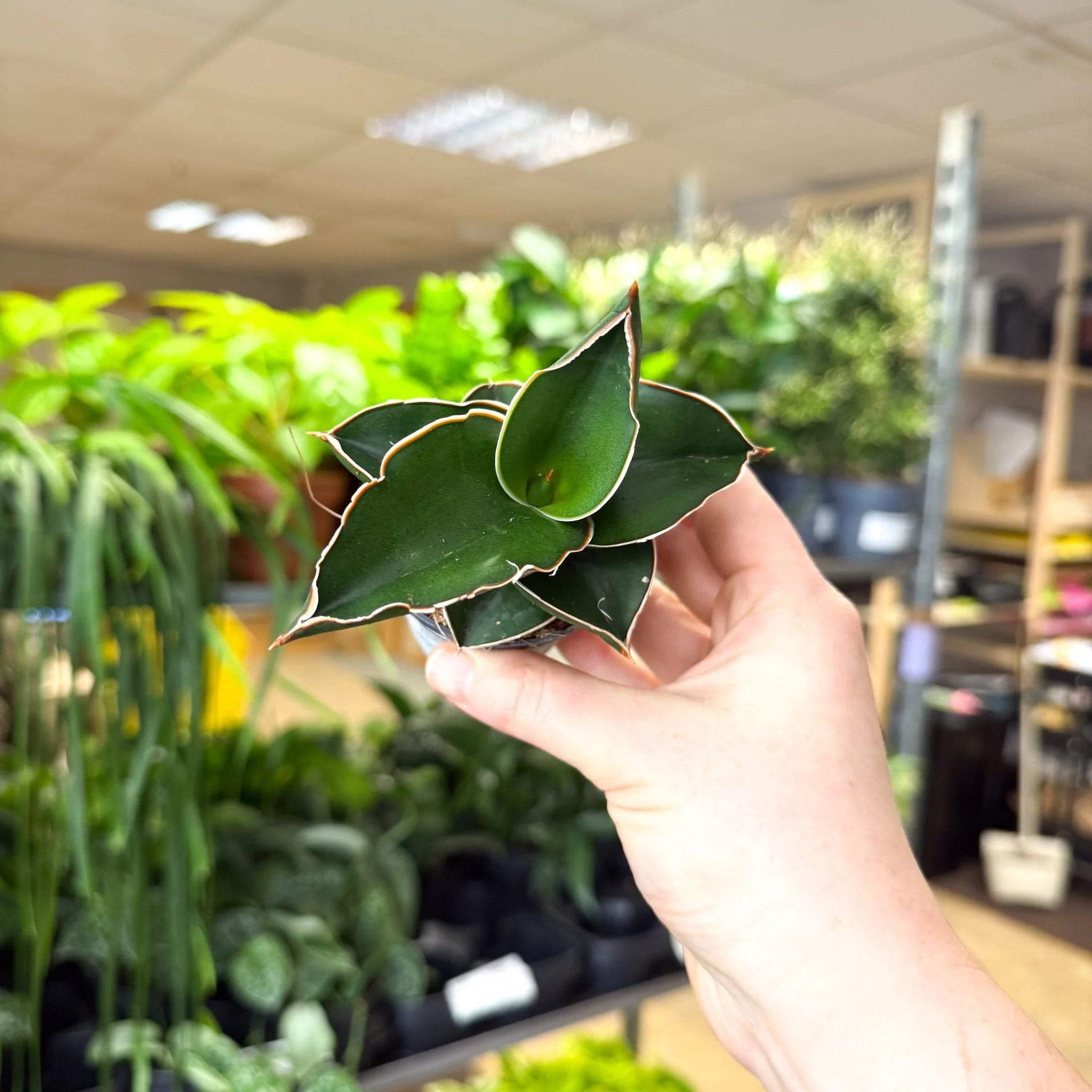 Sansevieria ehrenbergii ‘Samurai’ – Samurai Snake Plant - Image 2