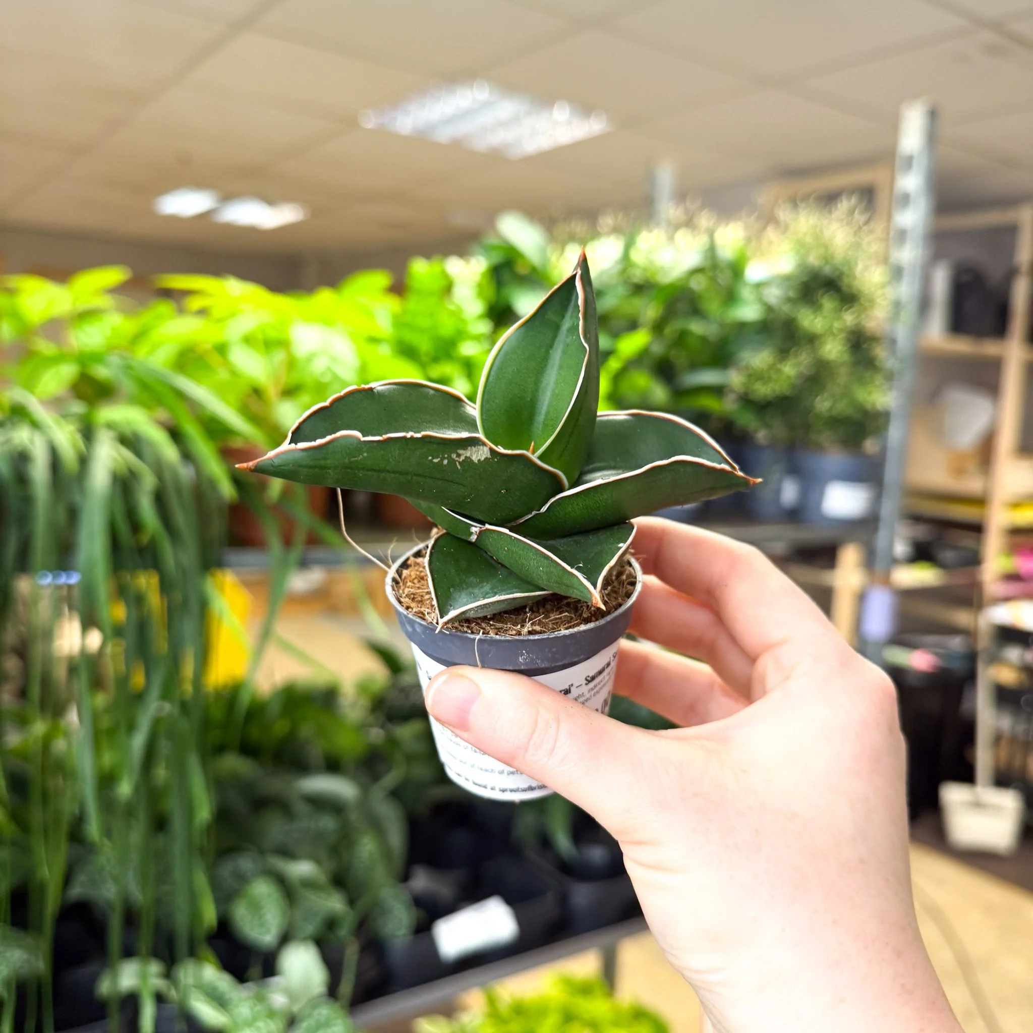 Sansevieria ehrenbergii ‘Samurai’ – Samurai Snake Plant - Image 3