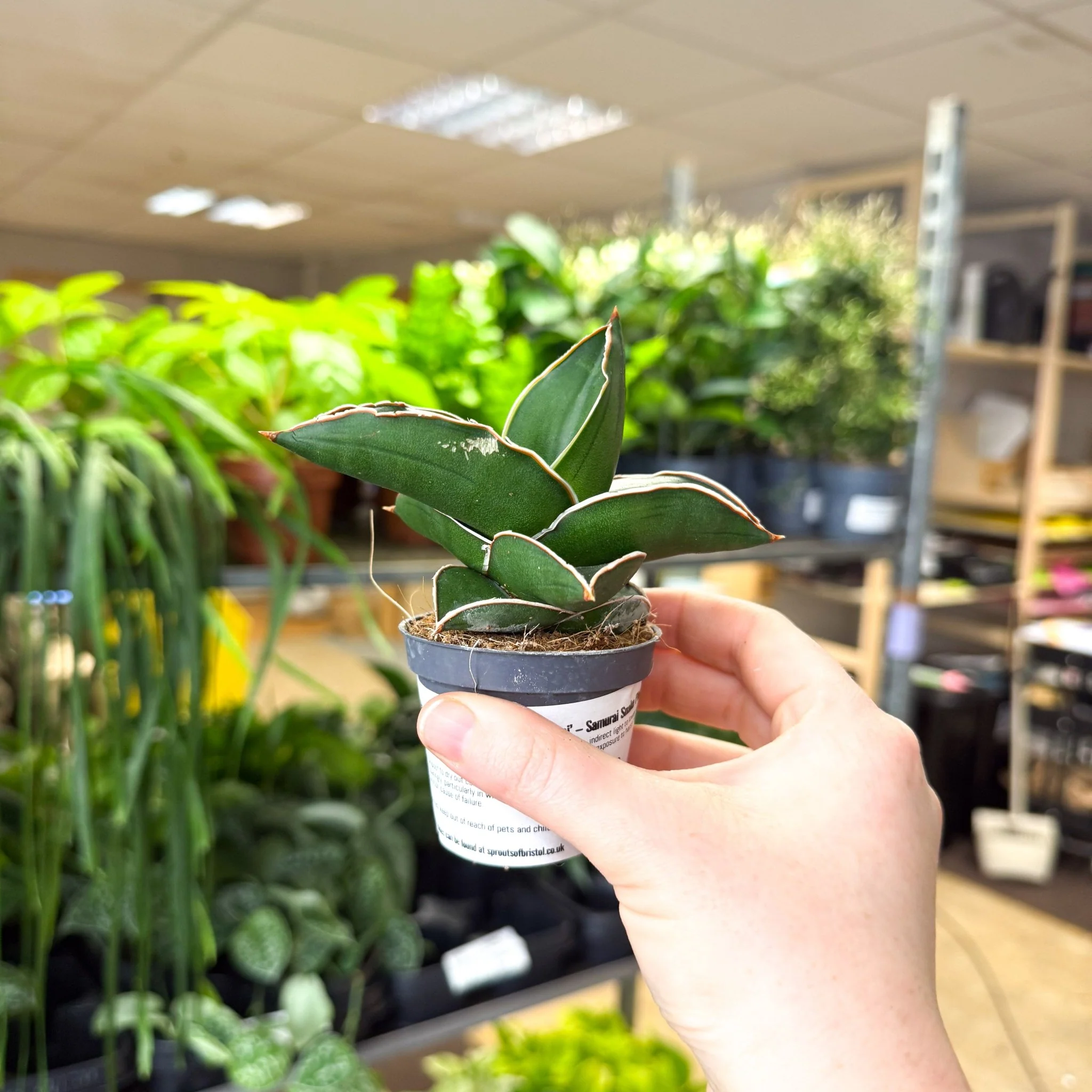 Sansevieria ehrenbergii ‘Samurai’ – Samurai Snake Plant - Image 4