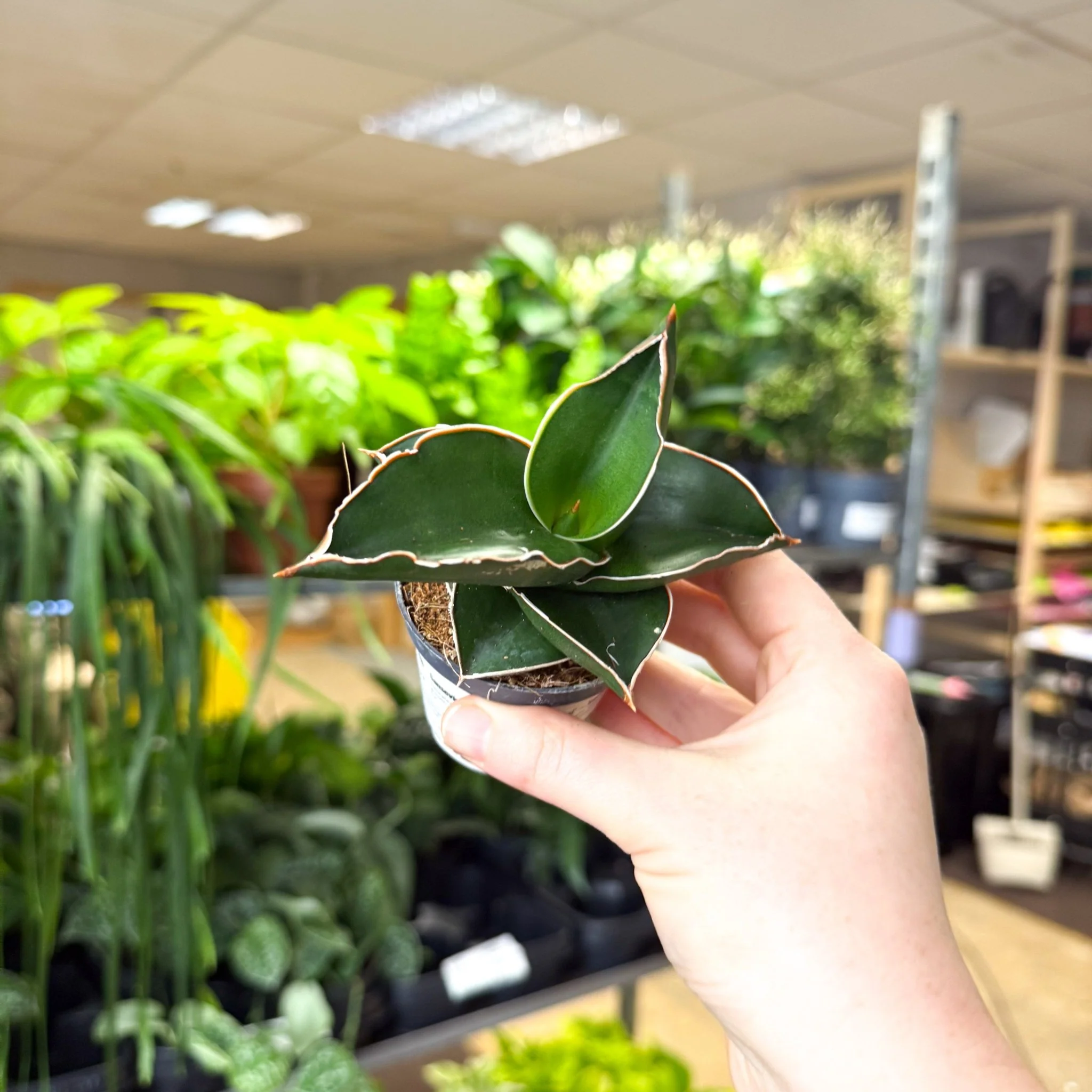 Sansevieria ehrenbergii ‘Samurai’ – Samurai Snake Plant - Image 5
