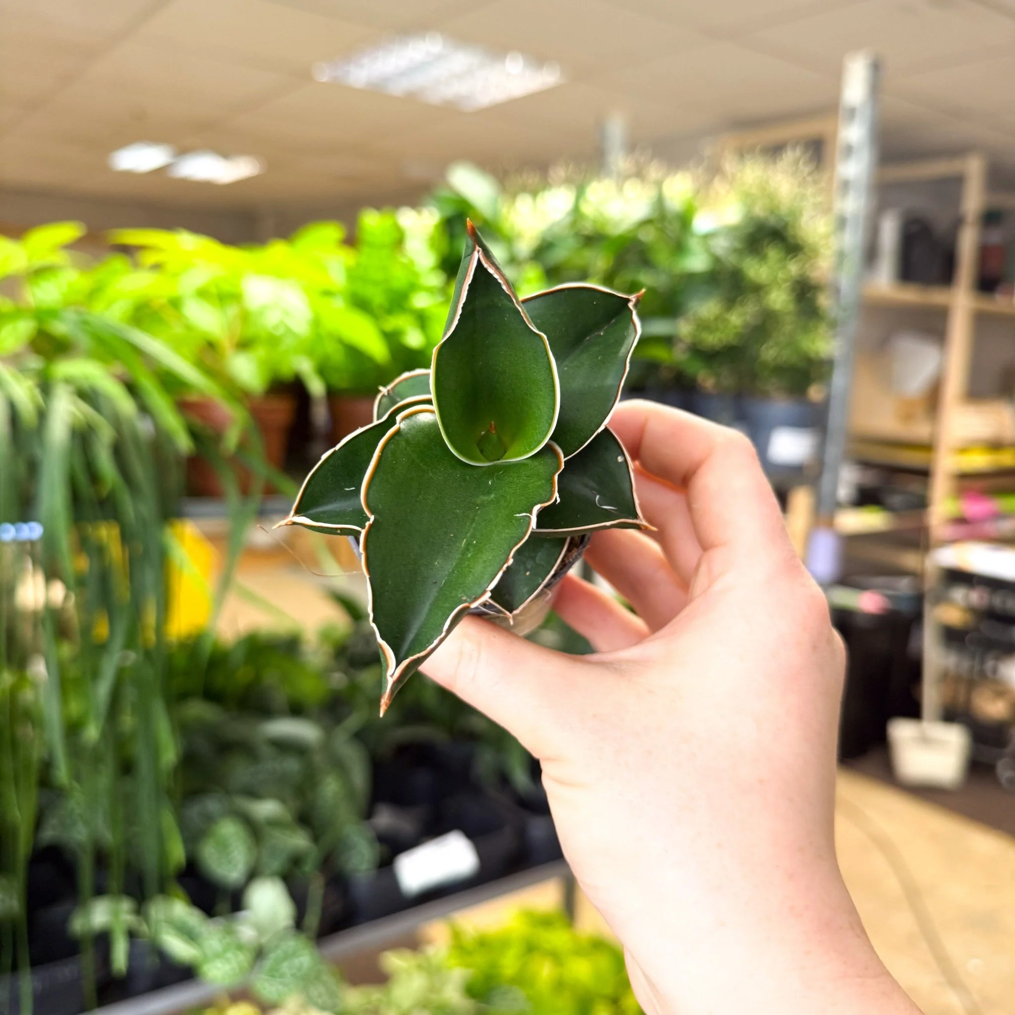 Sansevieria ehrenbergii ‘Samurai’ – Samurai Snake Plant - Image 6