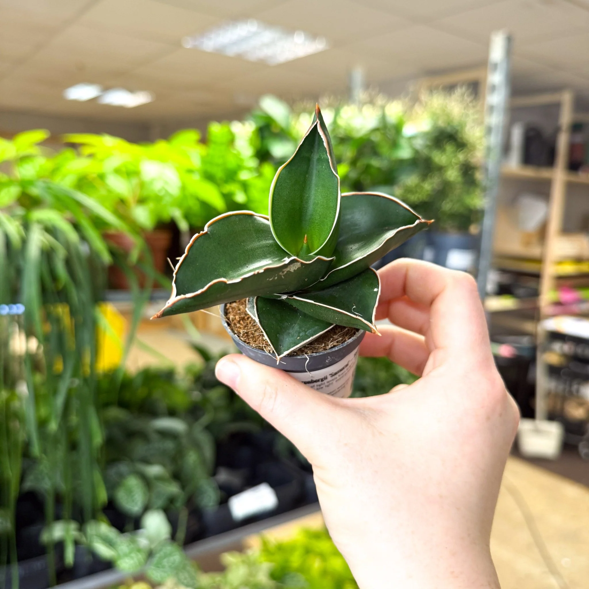 Sansevieria ehrenbergii ‘Samurai’ – Samurai Snake Plant - Image 7