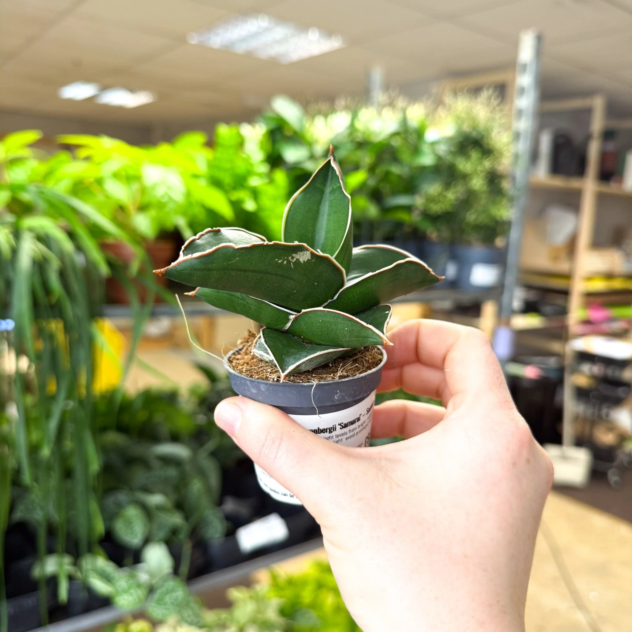 Sansevieria ehrenbergii ‘Samurai’ – Samurai Snake Plant - Image 8