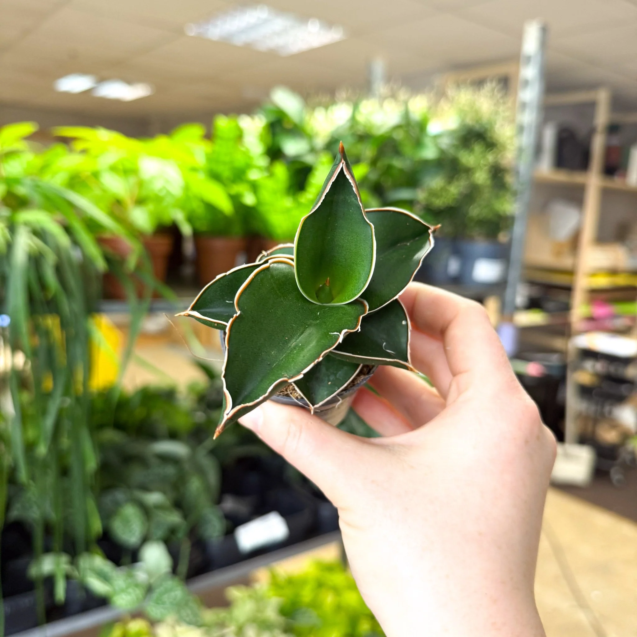 Sansevieria ehrenbergii ‘Samurai’ – Samurai Snake Plant - Image 9