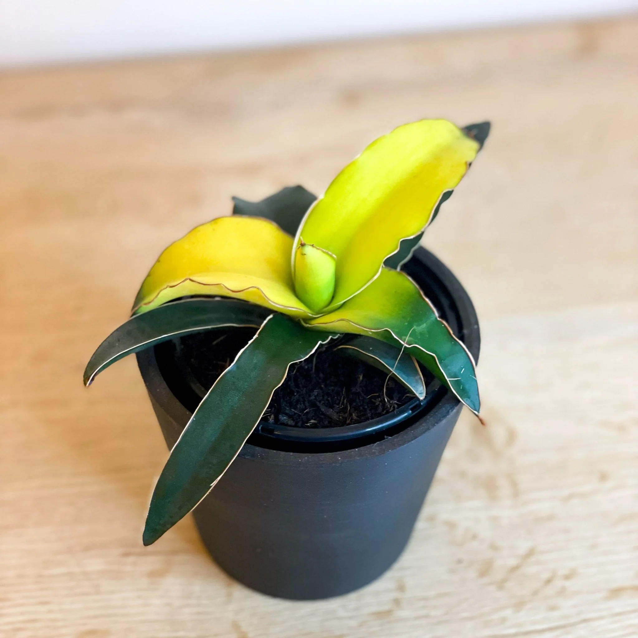 Snake Plant - Sansevieria 'Star Canary'