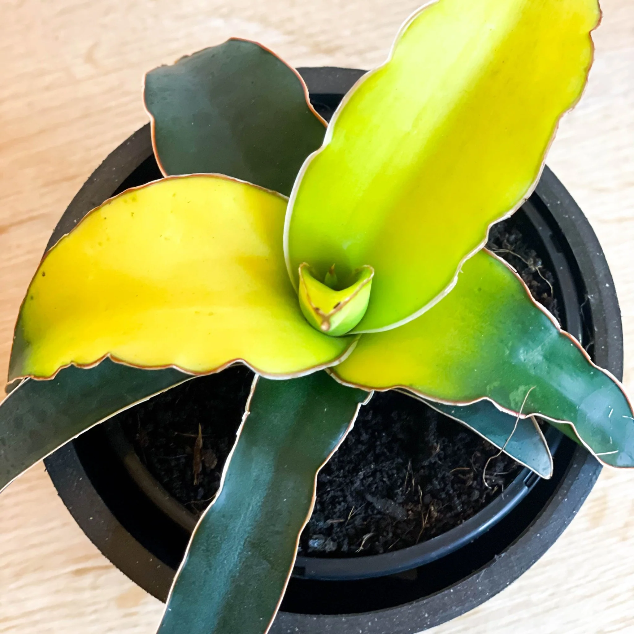 Snake Plant - Sansevieria 'Star Canary' - Image 2