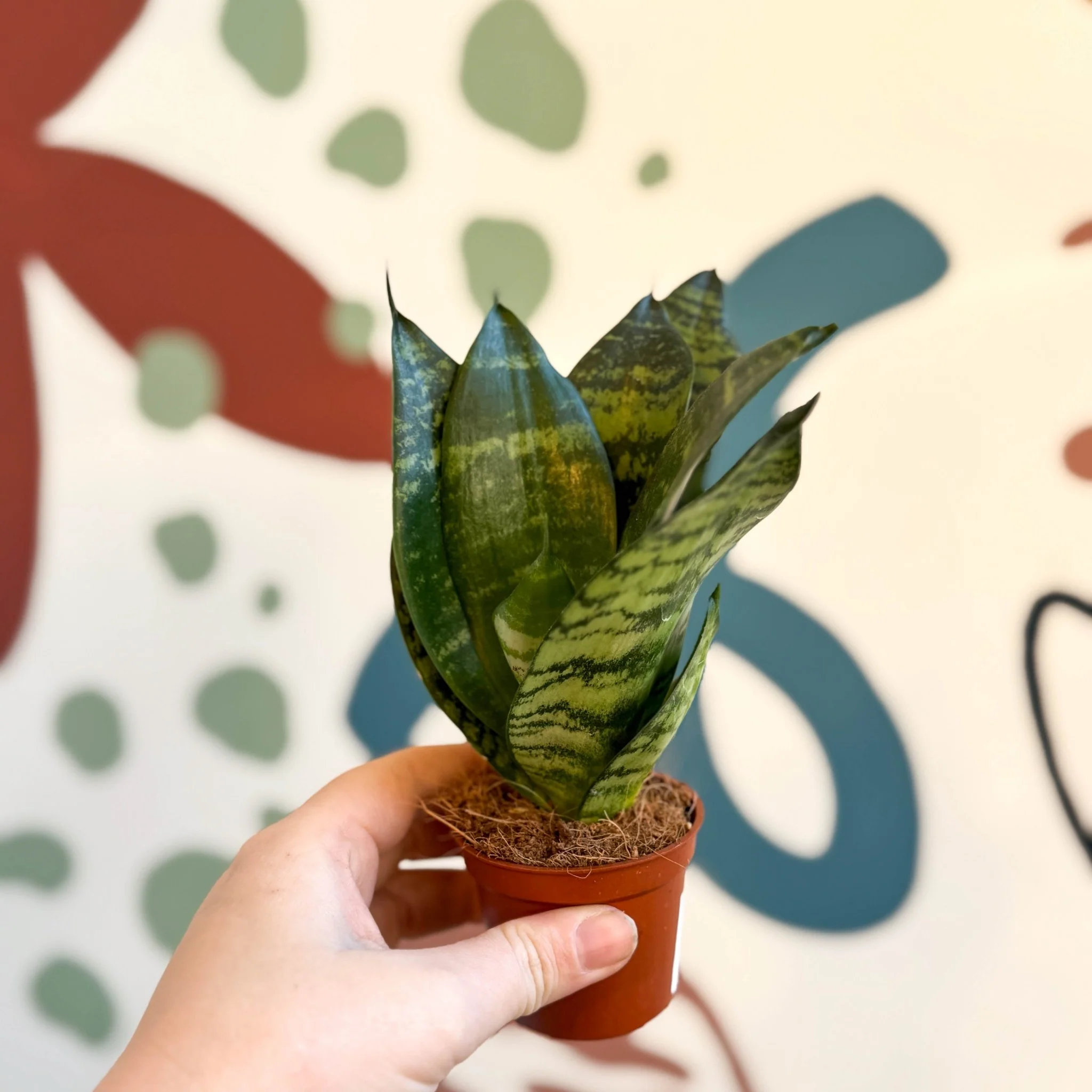 Sansevieria trifasciata ‘Black Jade Hahnii’ – Black Jade Bird’s Nest Snake Plant