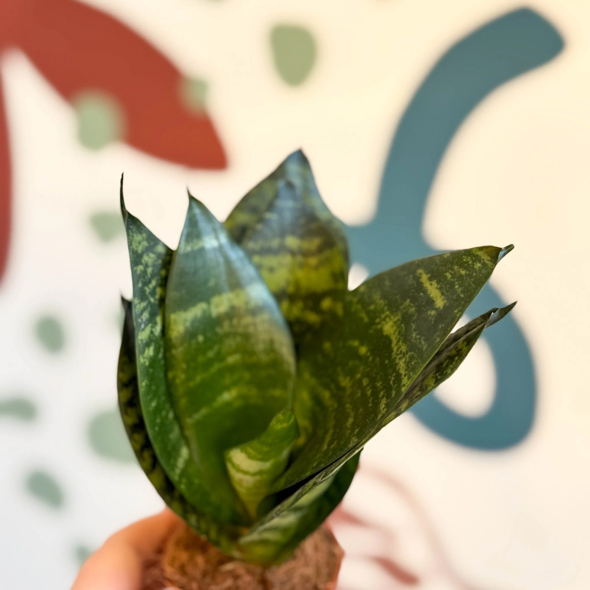 Sansevieria trifasciata ‘Black Jade Hahnii’ – Black Jade Bird’s Nest Snake Plant - Image 2