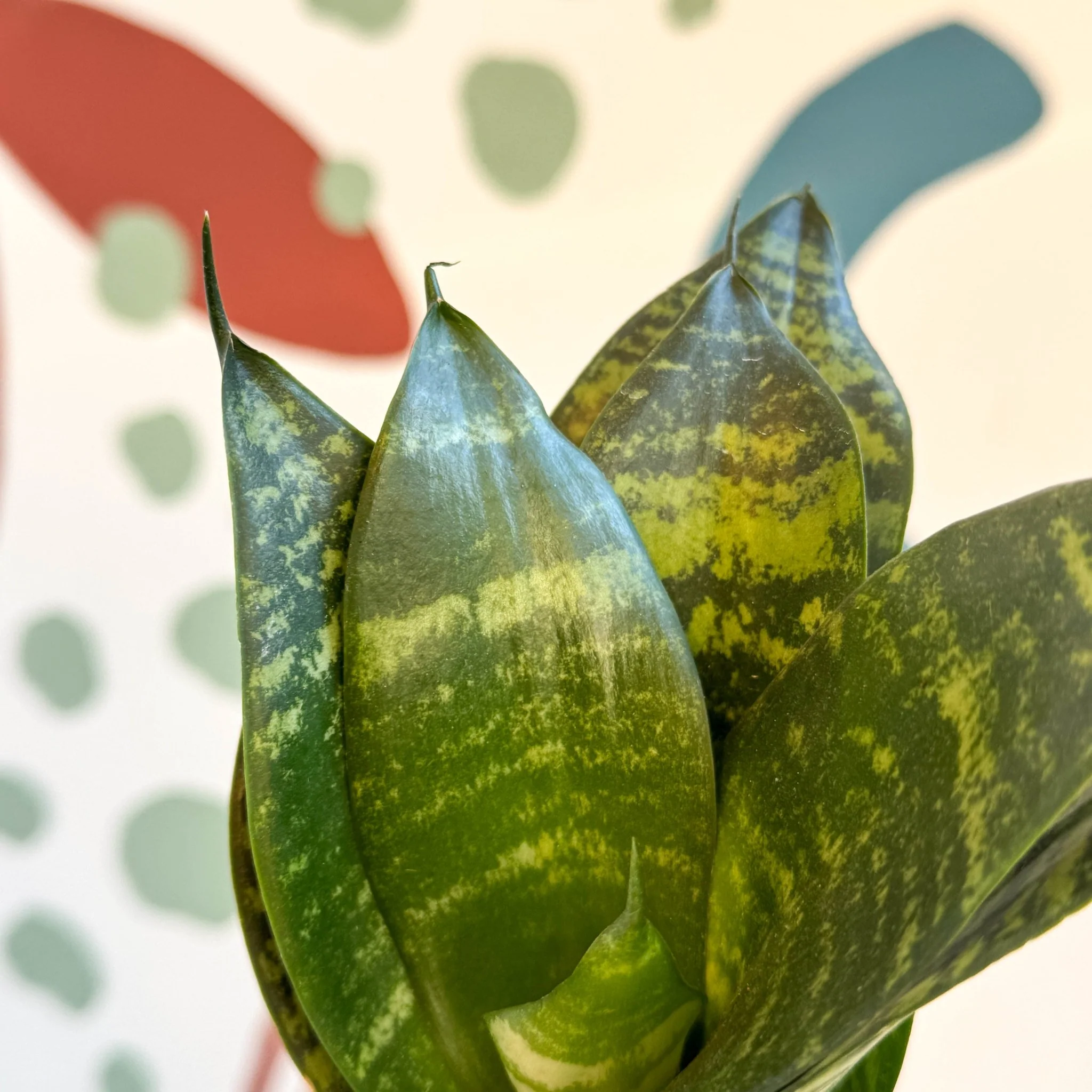 Sansevieria trifasciata ‘Black Jade Hahnii’ – Black Jade Bird’s Nest Snake Plant - Image 3