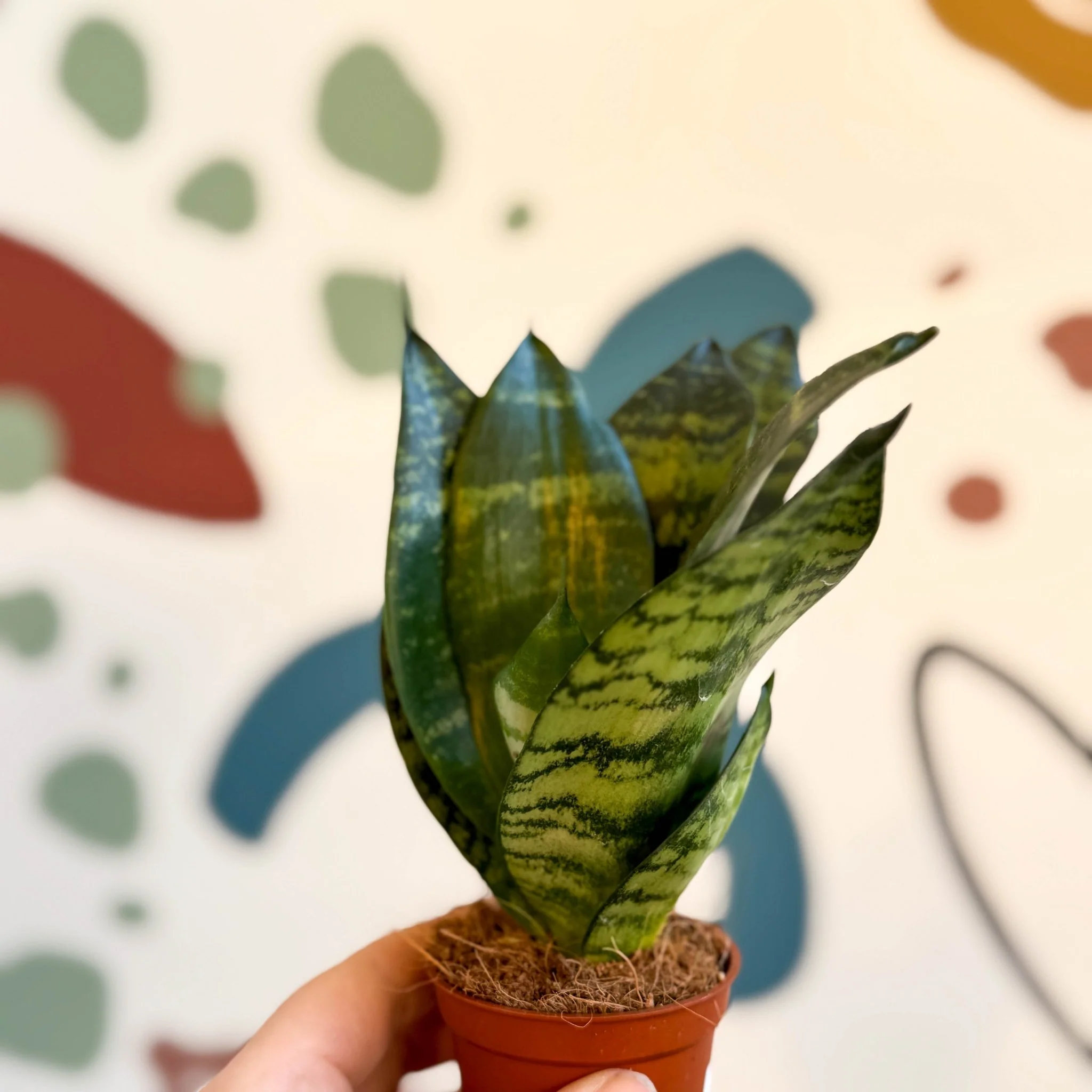 Sansevieria trifasciata ‘Black Jade Hahnii’ – Black Jade Bird’s Nest Snake Plant - Image 5