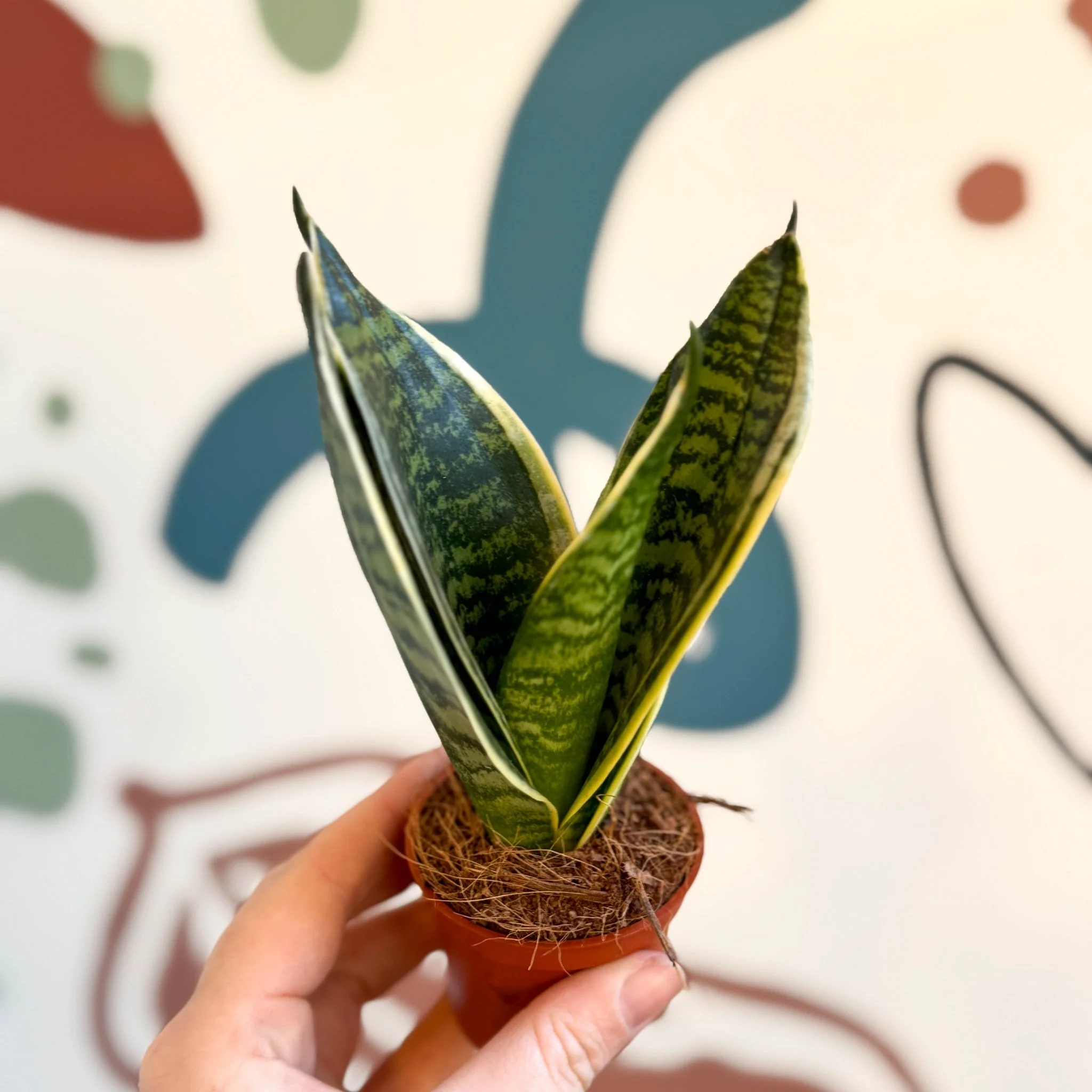 Sansevieria trifasciata ‘Golden Hahnii’ – Golden Bird’s Nest Snake Plant