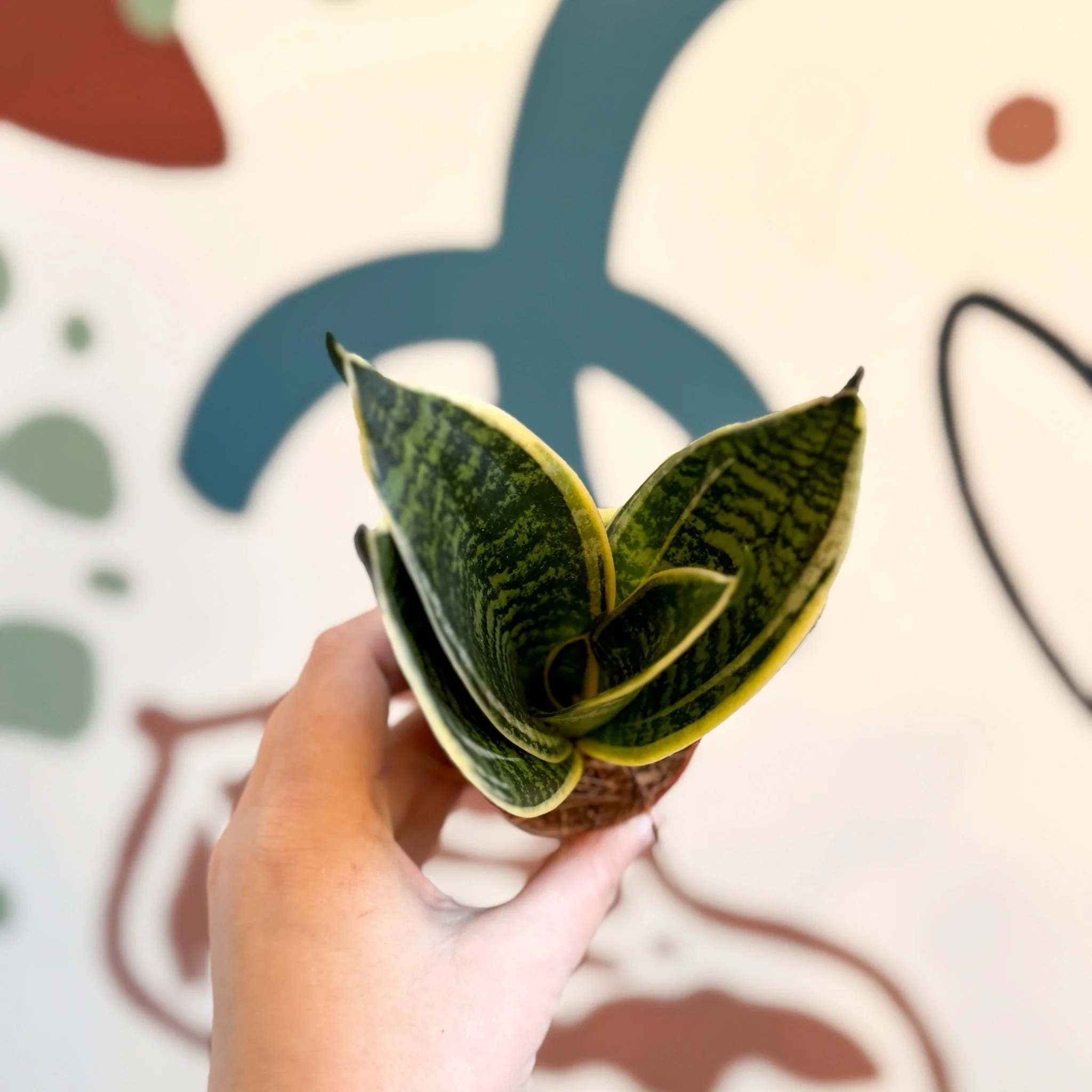Sansevieria trifasciata ‘Golden Hahnii’ – Golden Bird’s Nest Snake Plant - Image 2