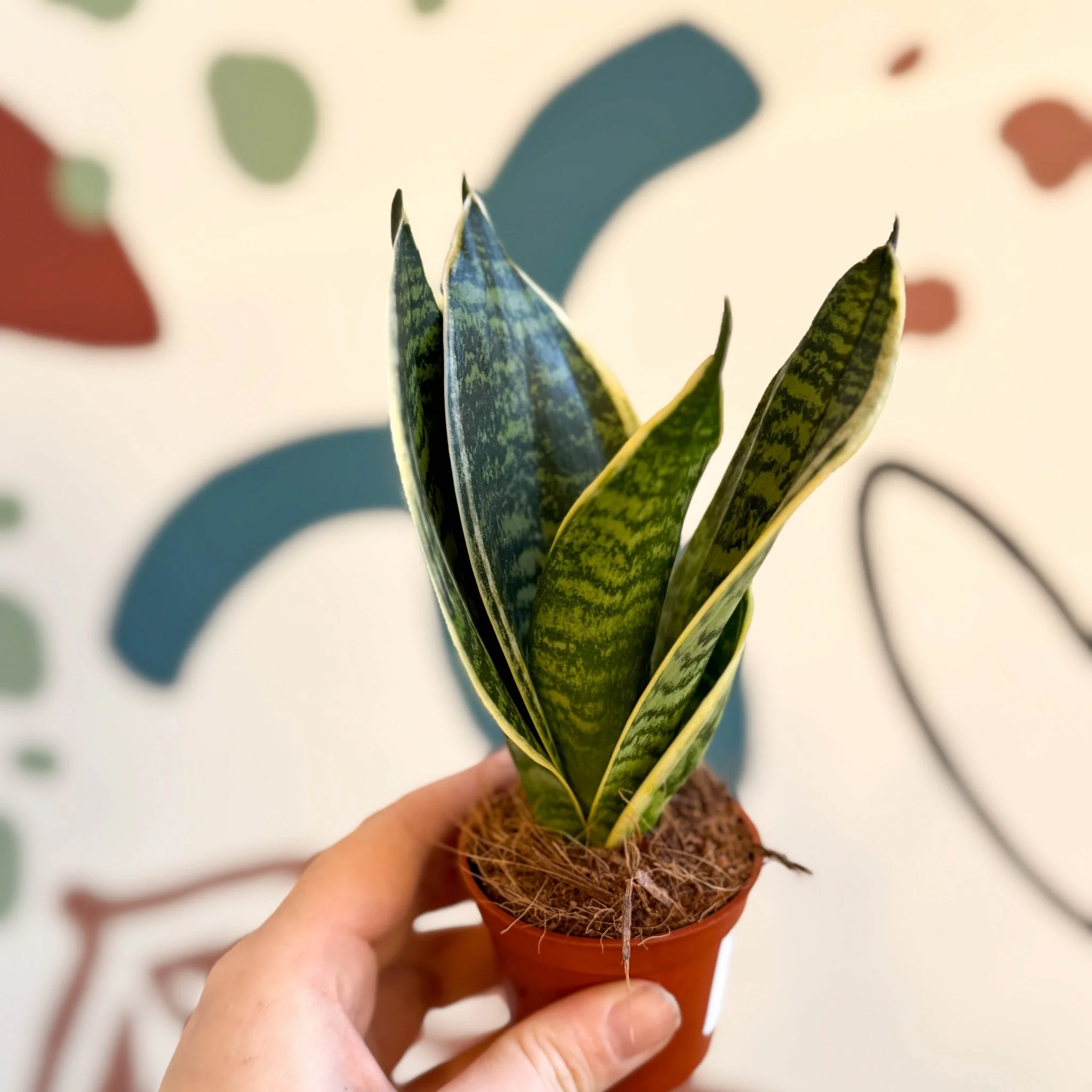 Sansevieria trifasciata ‘Golden Hahnii’ – Golden Bird’s Nest Snake Plant - Image 3