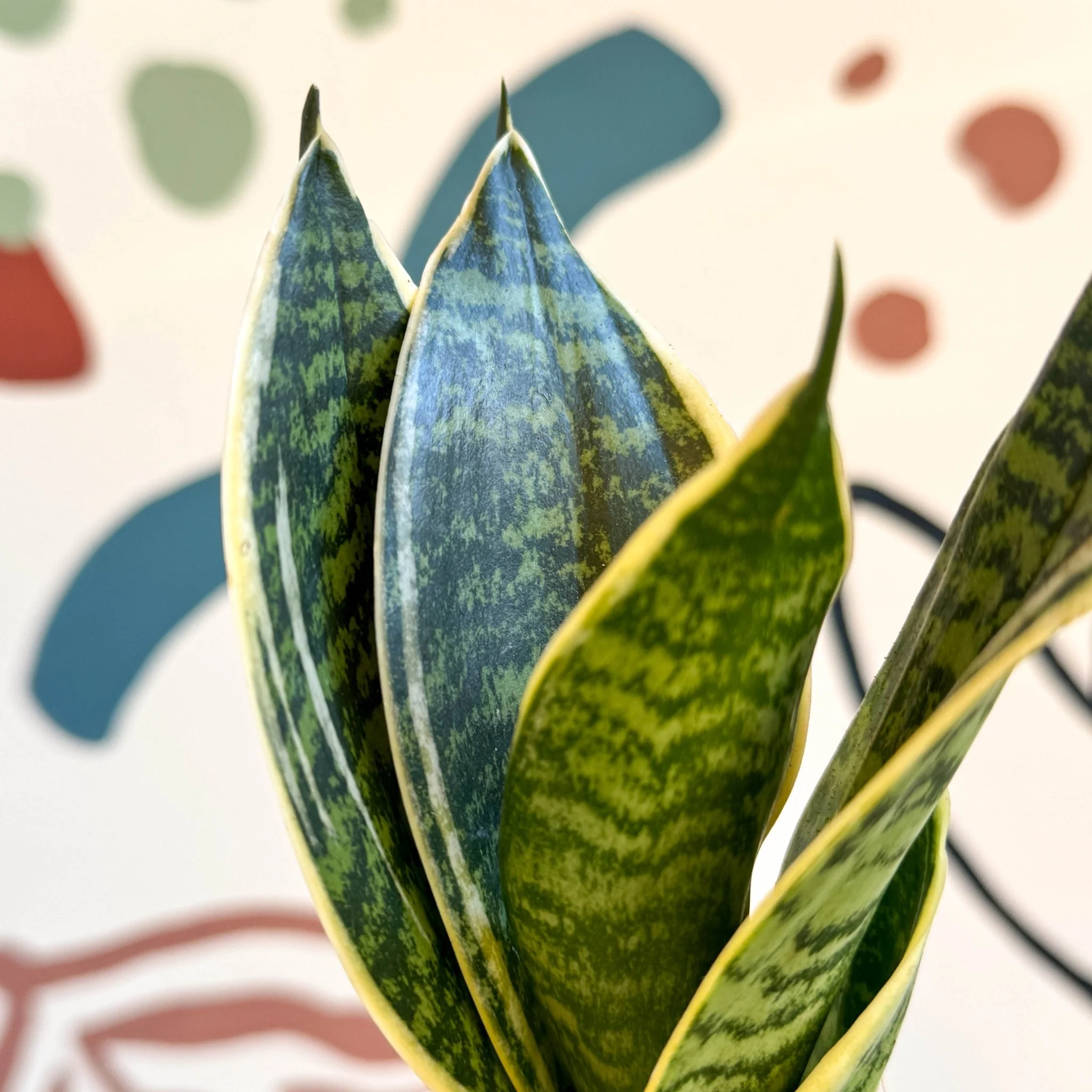 Sansevieria trifasciata ‘Golden Hahnii’ – Golden Bird’s Nest Snake Plant - Image 4