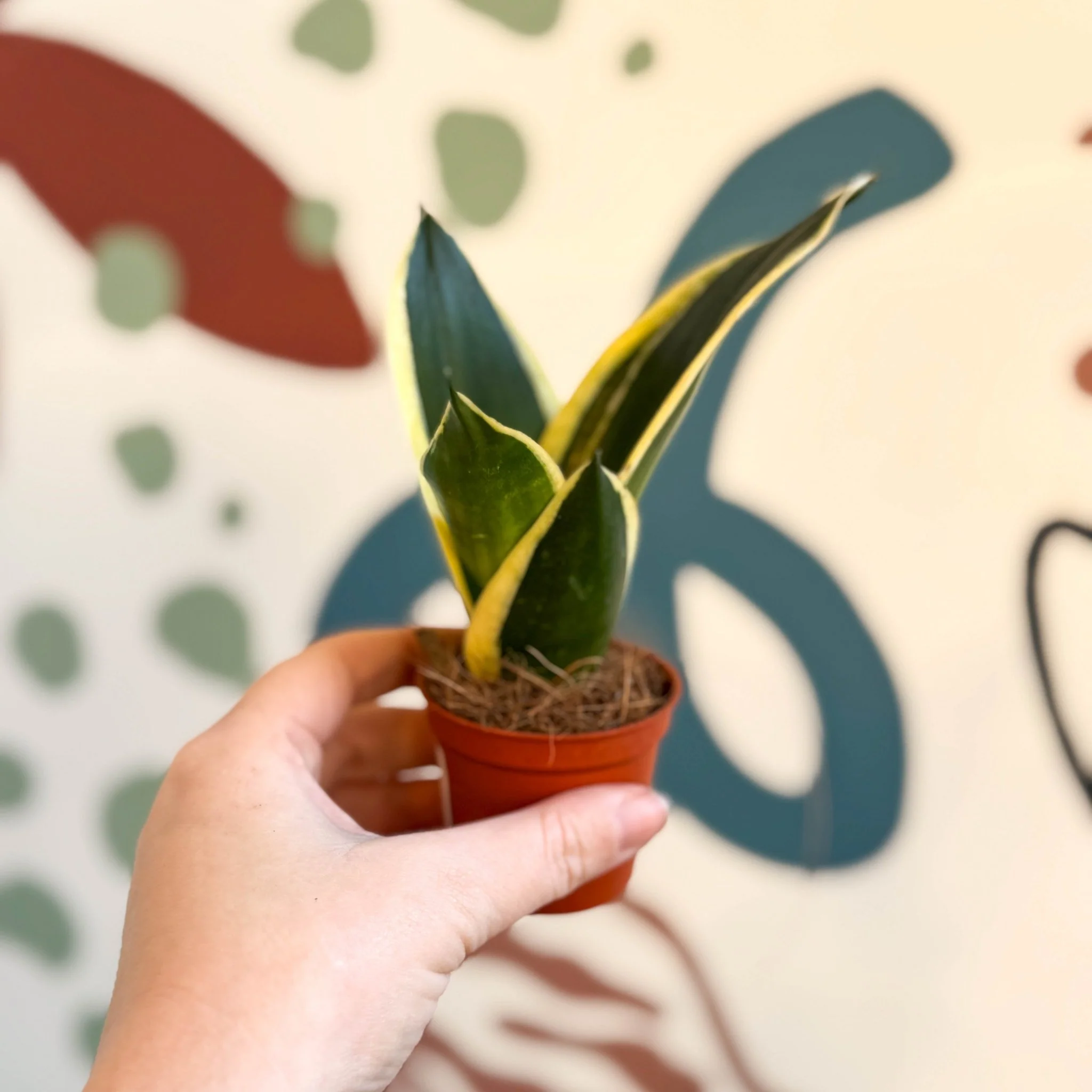 Sansevieria trifasciata ‘Pagoda Hahnii’ – Pagoda Bird’s Nest Snake Plant
