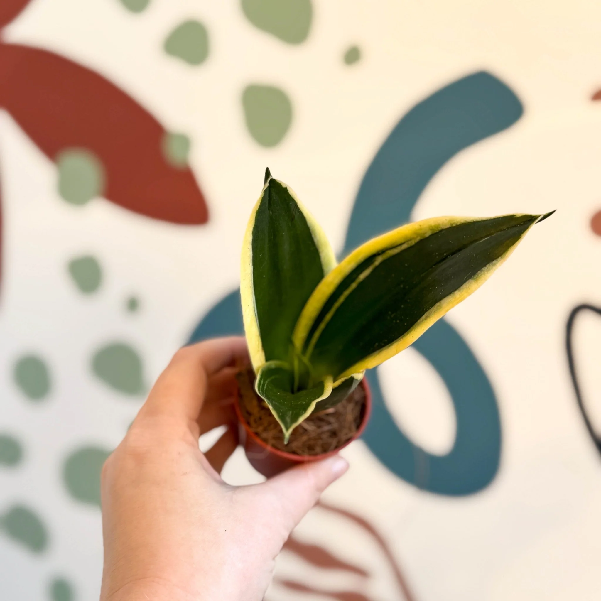 Sansevieria trifasciata ‘Pagoda Hahnii’ – Pagoda Bird’s Nest Snake Plant - Image 2