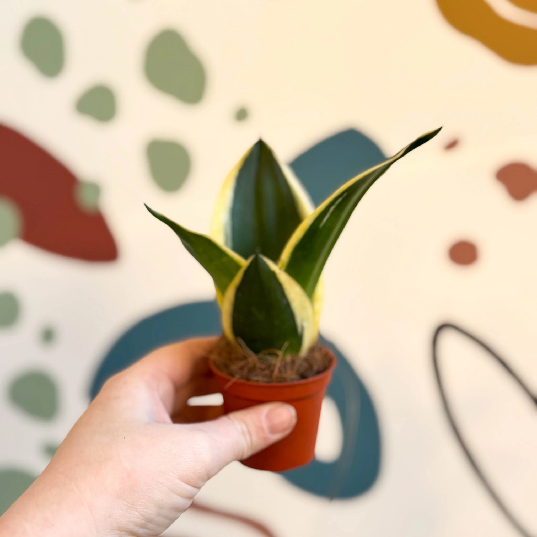 Sansevieria trifasciata ‘Pagoda Hahnii’ – Pagoda Bird’s Nest Snake Plant - Image 3