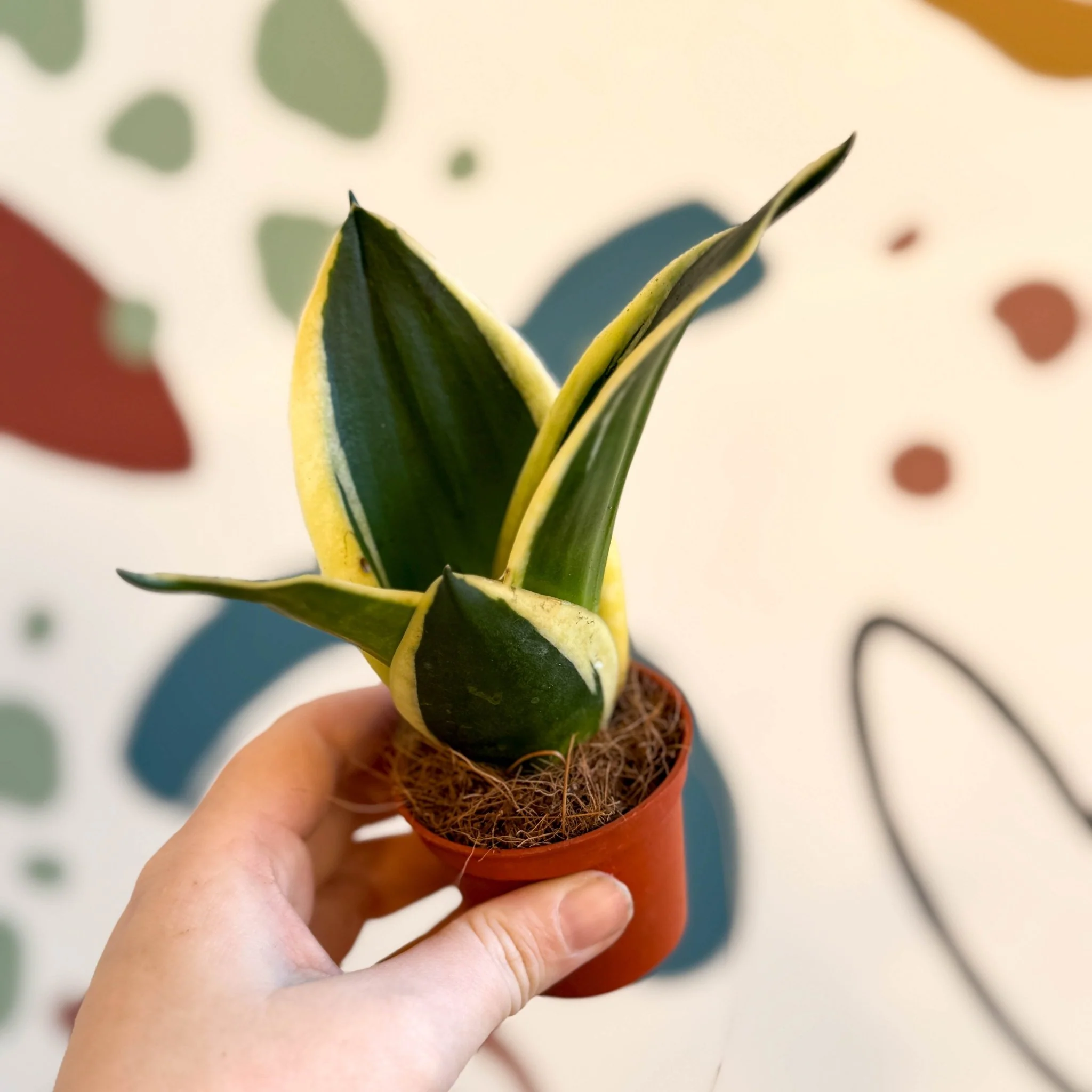 Sansevieria trifasciata ‘Pagoda Hahnii’ – Pagoda Bird’s Nest Snake Plant - Image 4
