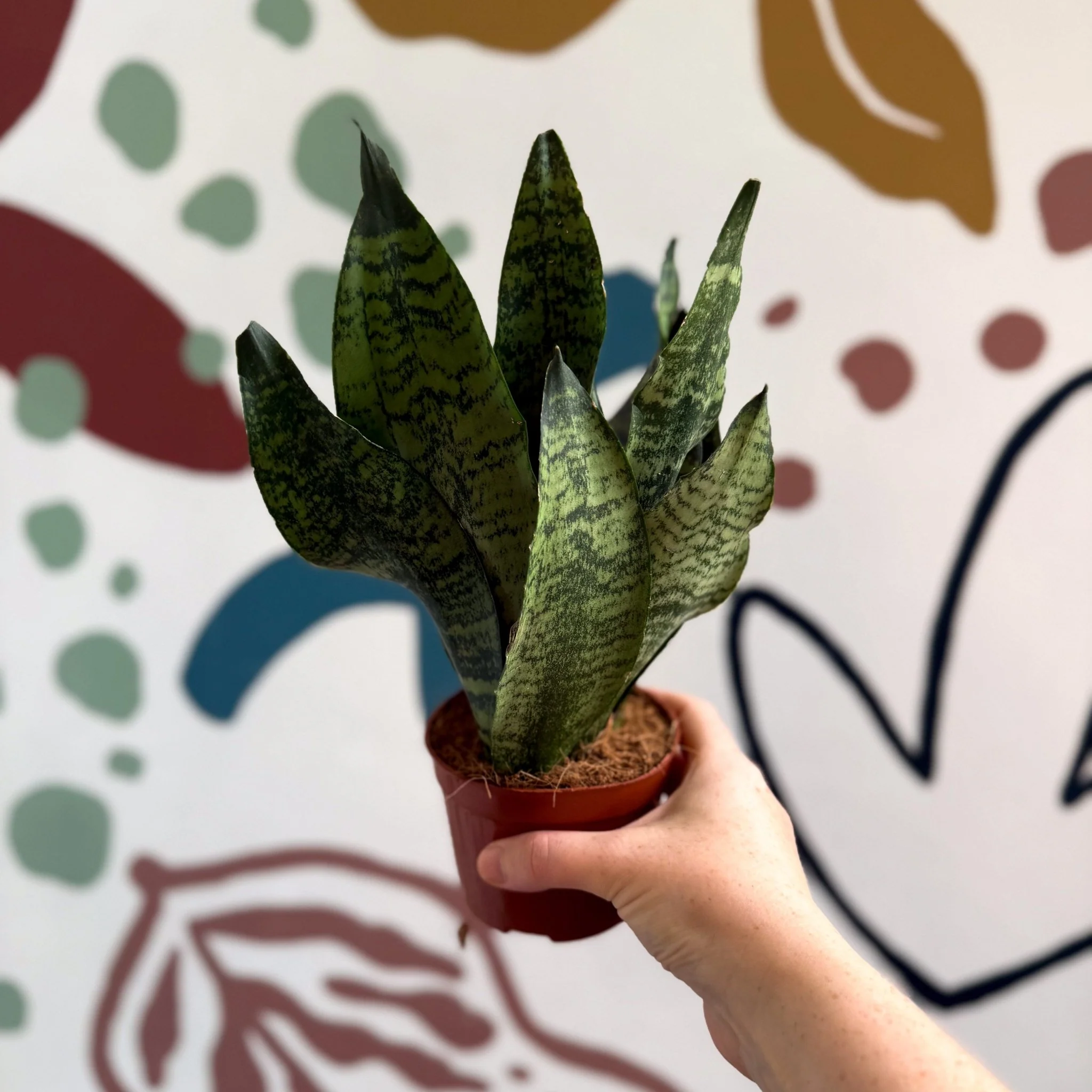 Sansevieria zeylanica ‘Compacta’ - Compact Snake Plant