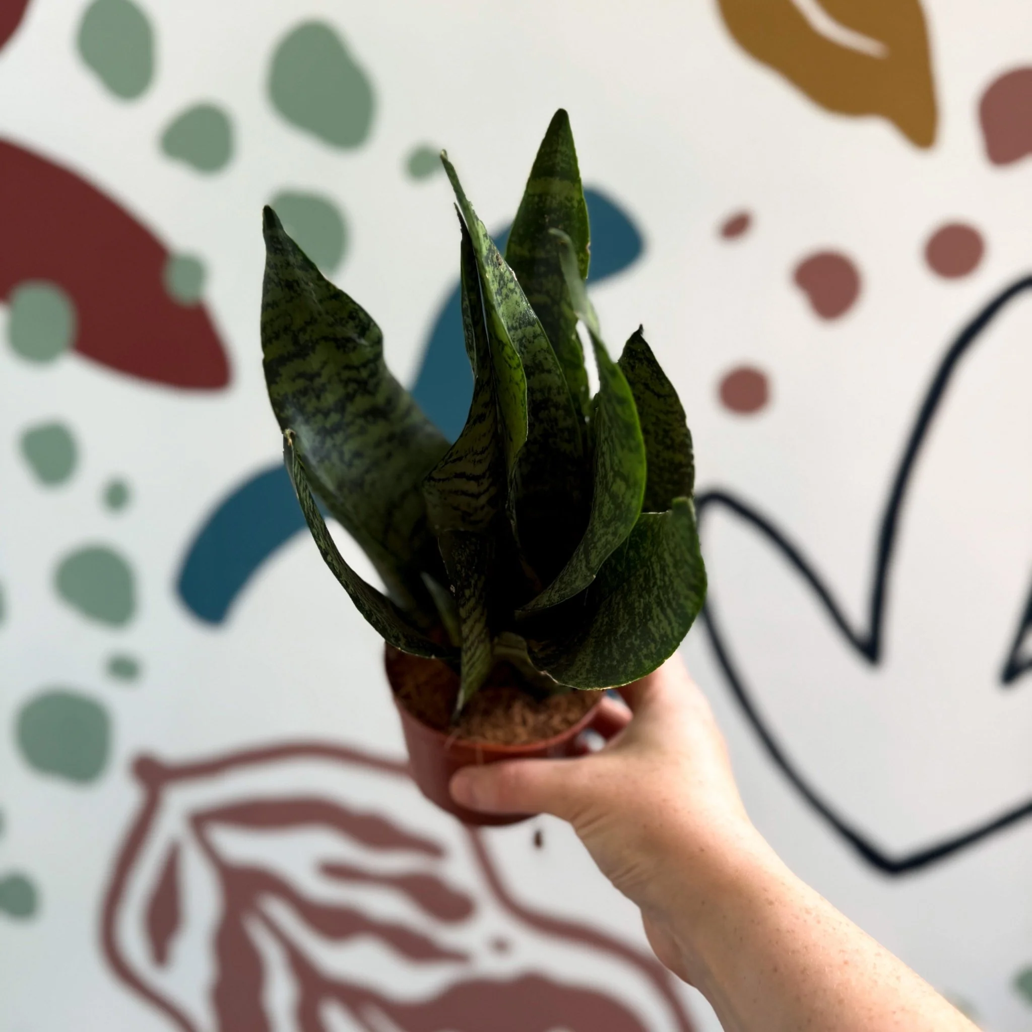 Sansevieria zeylanica ‘Compacta’ - Compact Snake Plant - Image 10