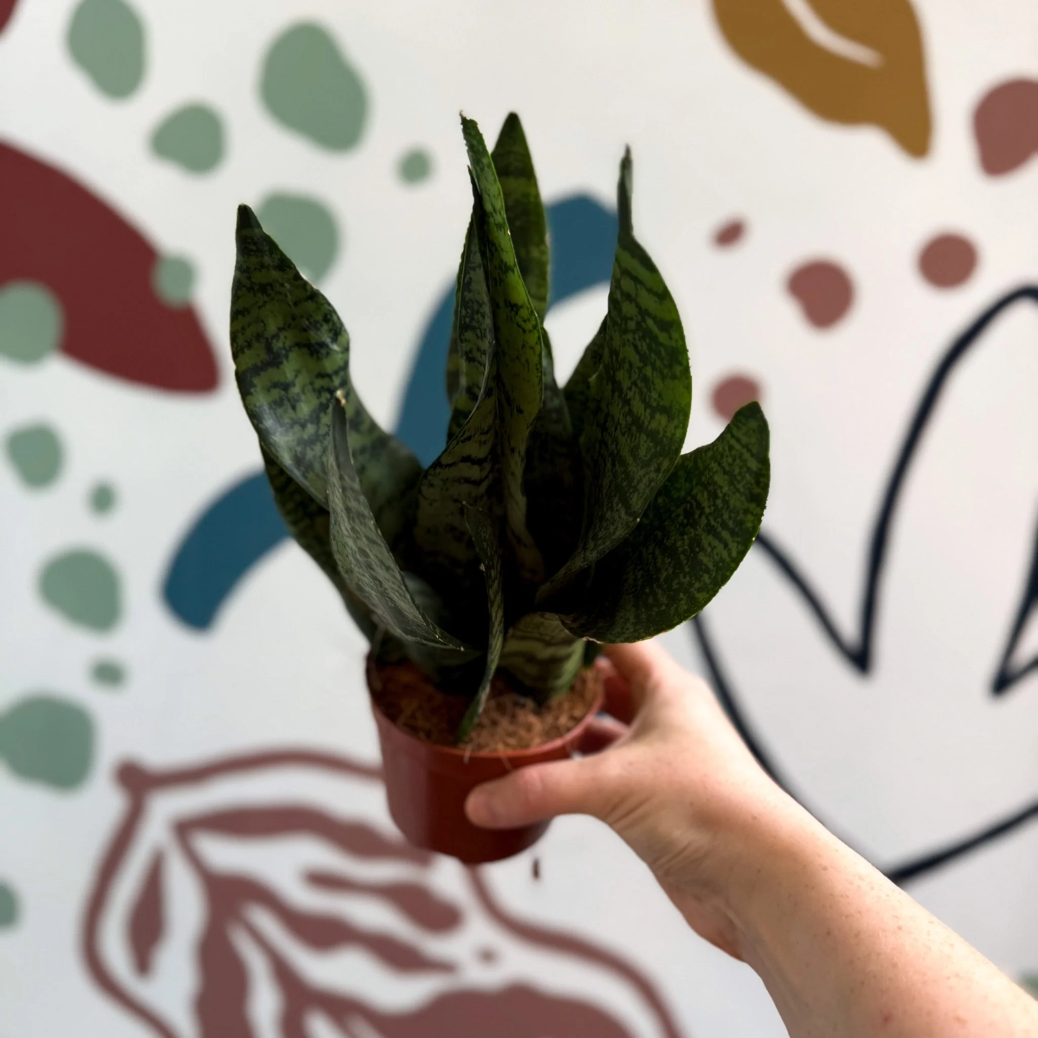 Sansevieria zeylanica ‘Compacta’ - Compact Snake Plant - Image 11