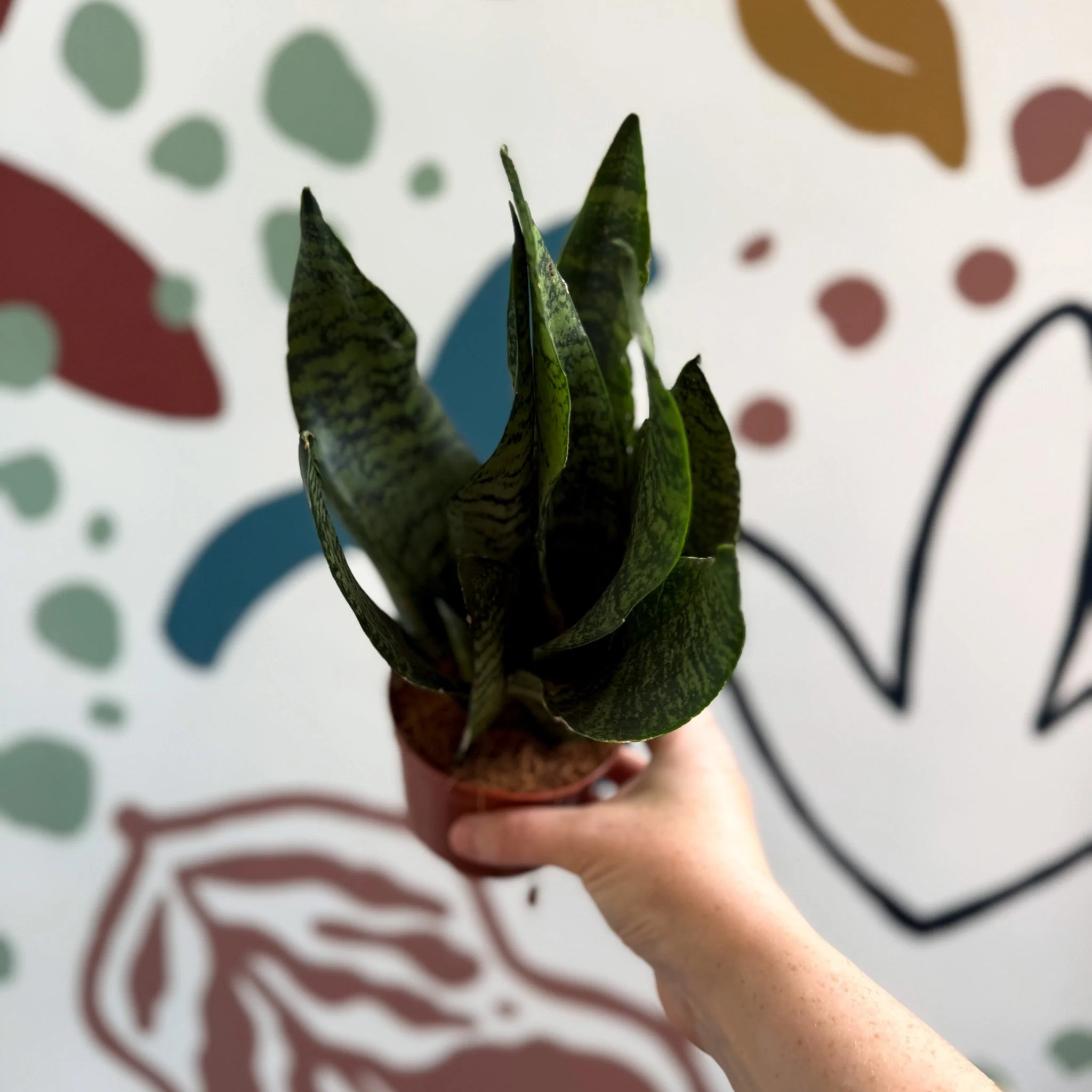 Sansevieria zeylanica ‘Compacta’ - Compact Snake Plant - Image 12