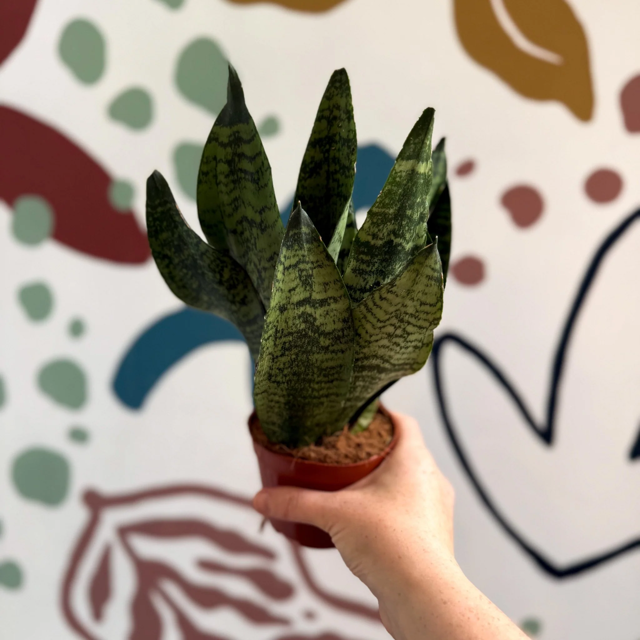 Sansevieria zeylanica ‘Compacta’ - Compact Snake Plant - Image 13