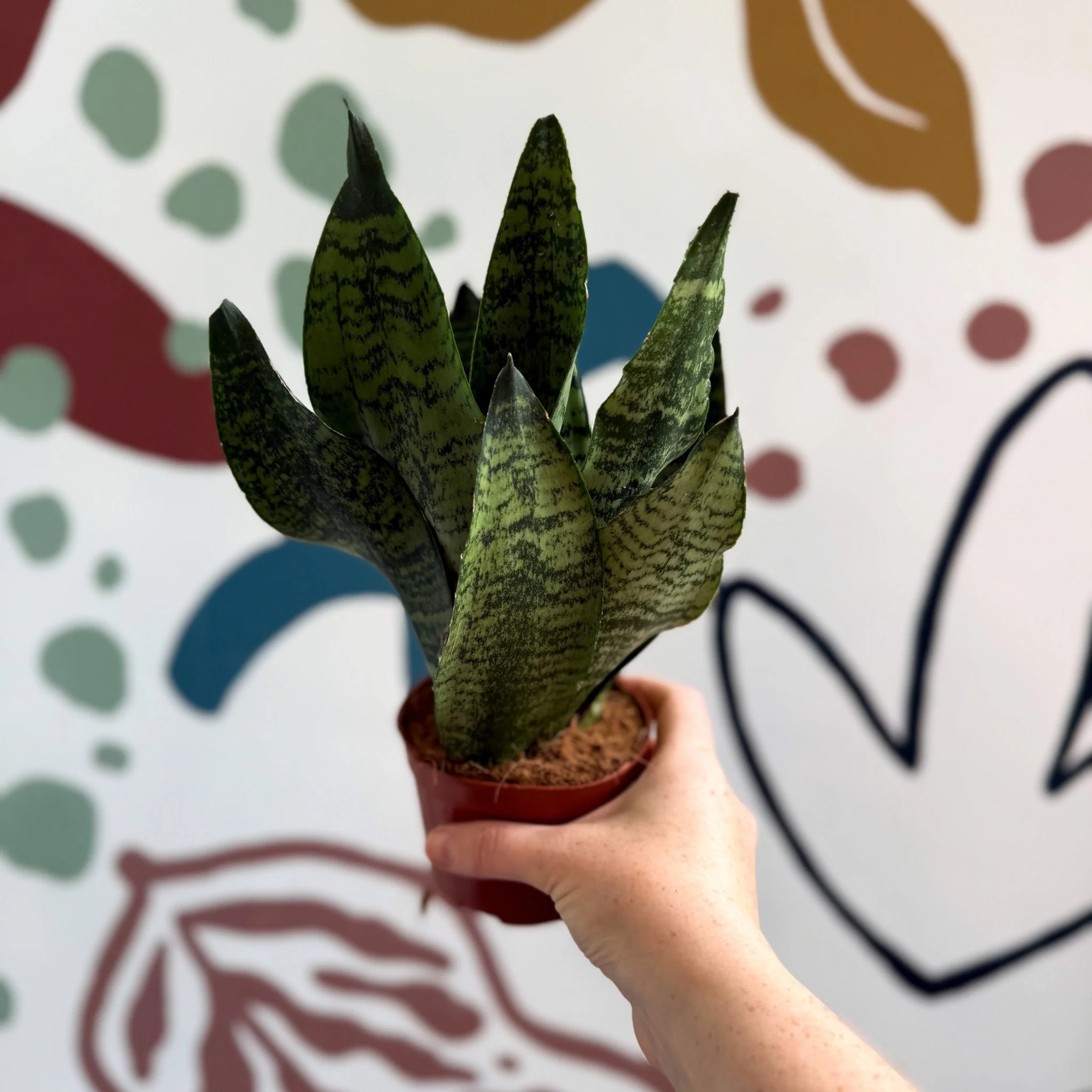 Sansevieria zeylanica ‘Compacta’ - Compact Snake Plant - Image 14