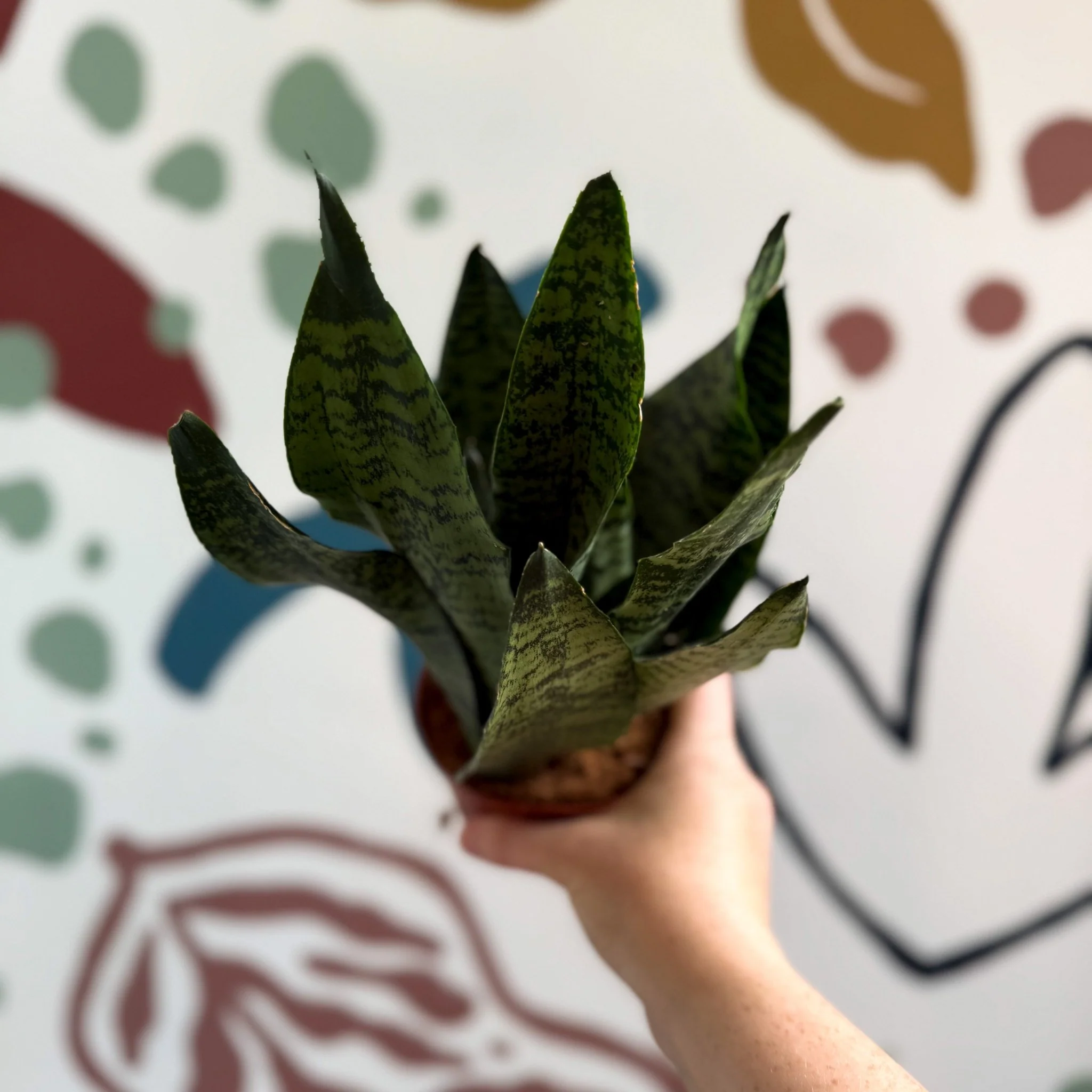 Sansevieria zeylanica ‘Compacta’ - Compact Snake Plant - Image 15