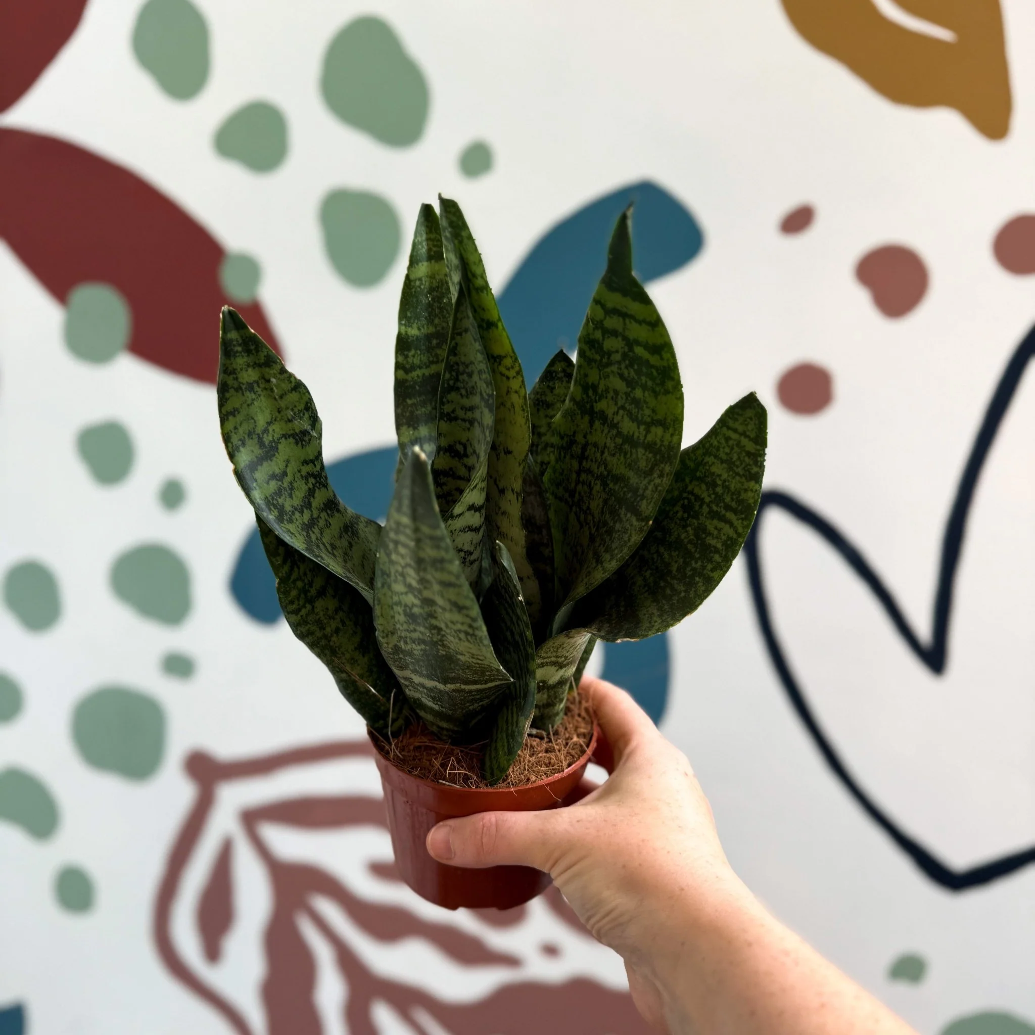 Sansevieria zeylanica ‘Compacta’ - Compact Snake Plant - Image 2