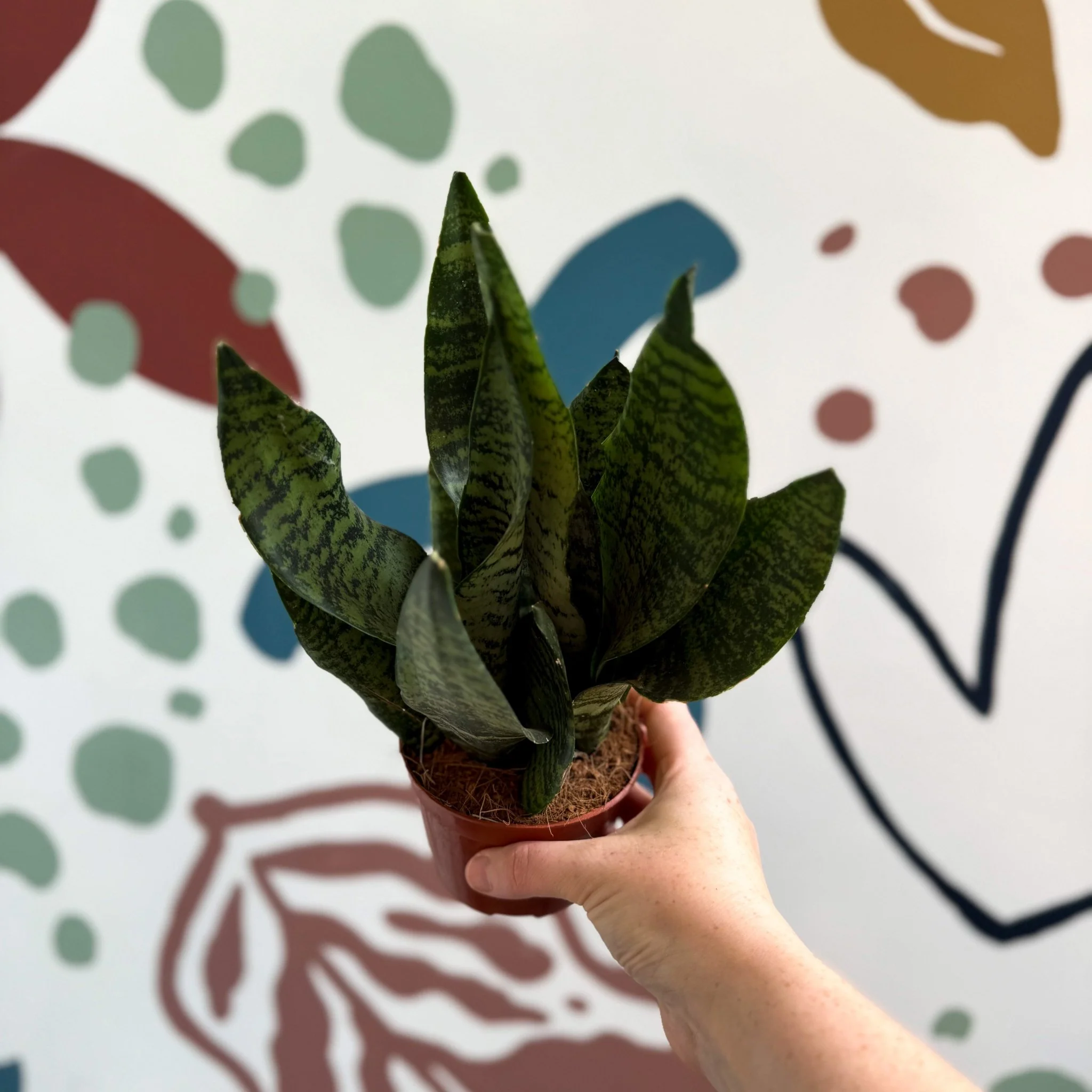 Sansevieria zeylanica ‘Compacta’ - Compact Snake Plant - Image 3