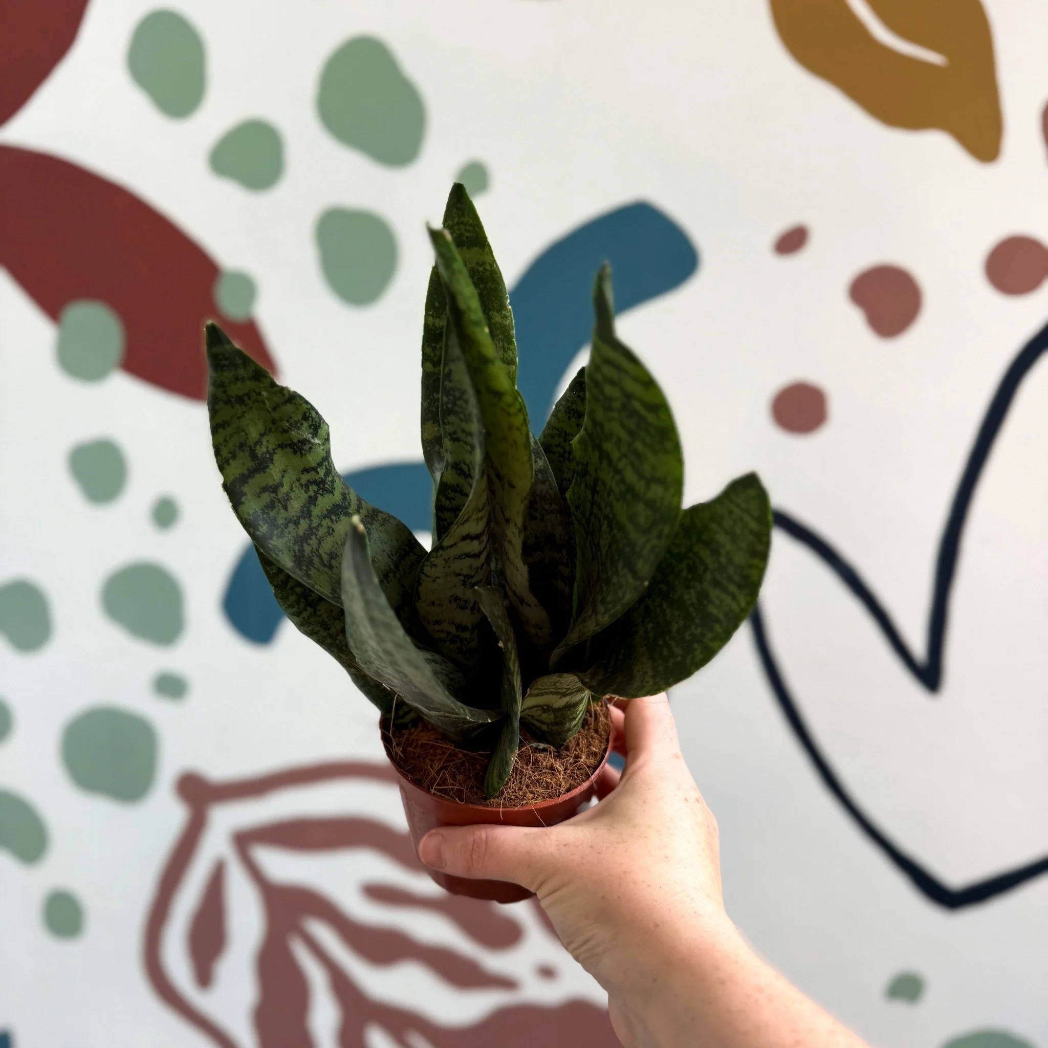Sansevieria zeylanica ‘Compacta’ - Compact Snake Plant - Image 4