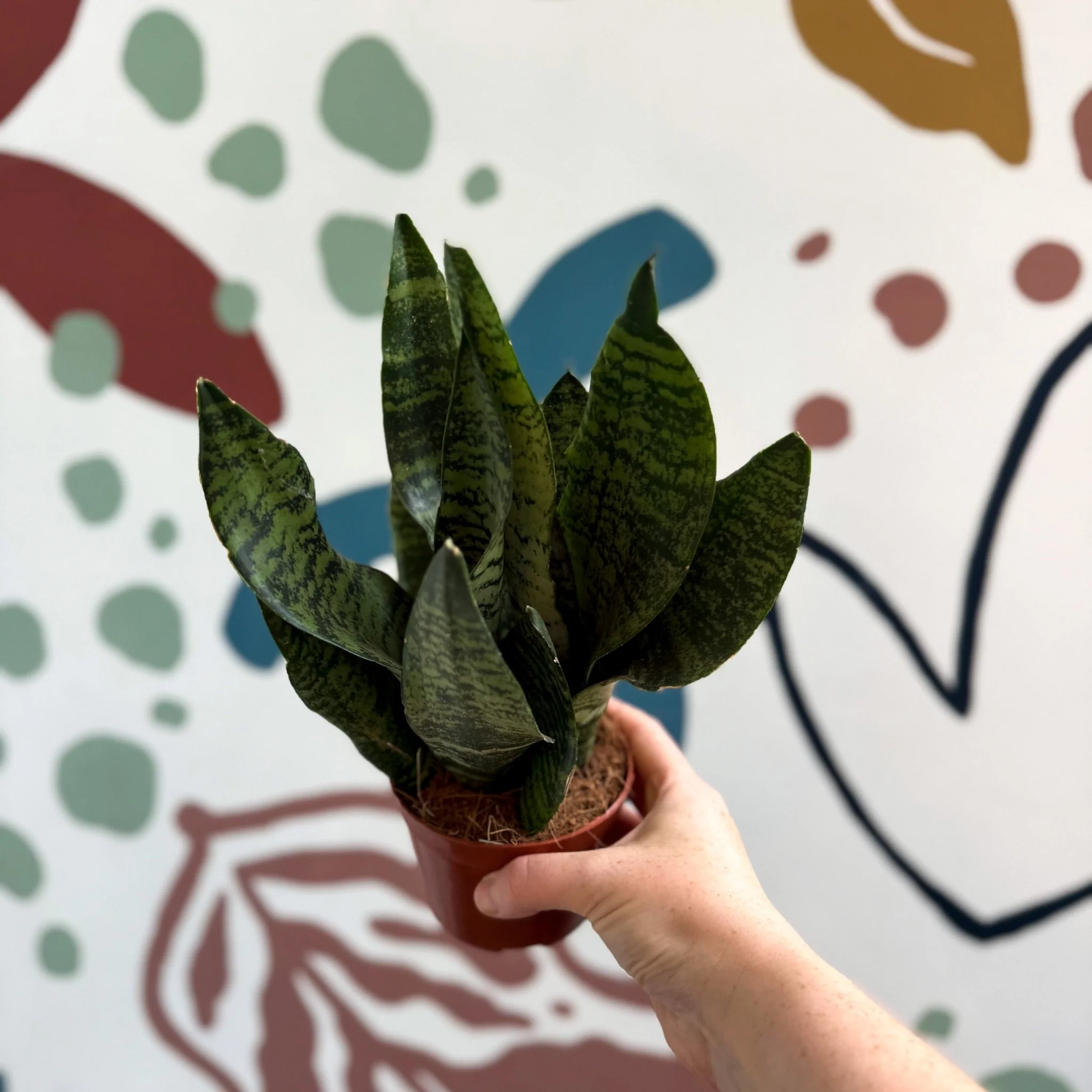Sansevieria zeylanica ‘Compacta’ - Compact Snake Plant - Image 5