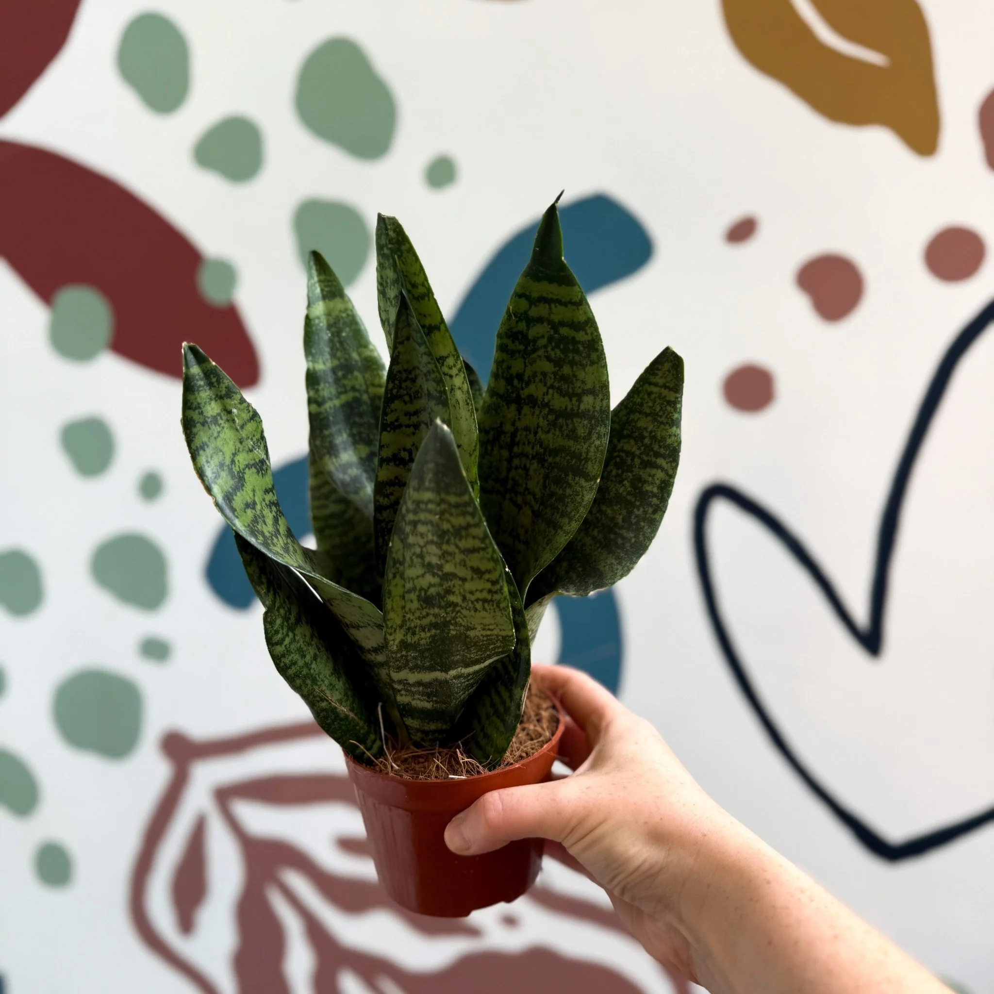 Sansevieria zeylanica ‘Compacta’ - Compact Snake Plant - Image 6