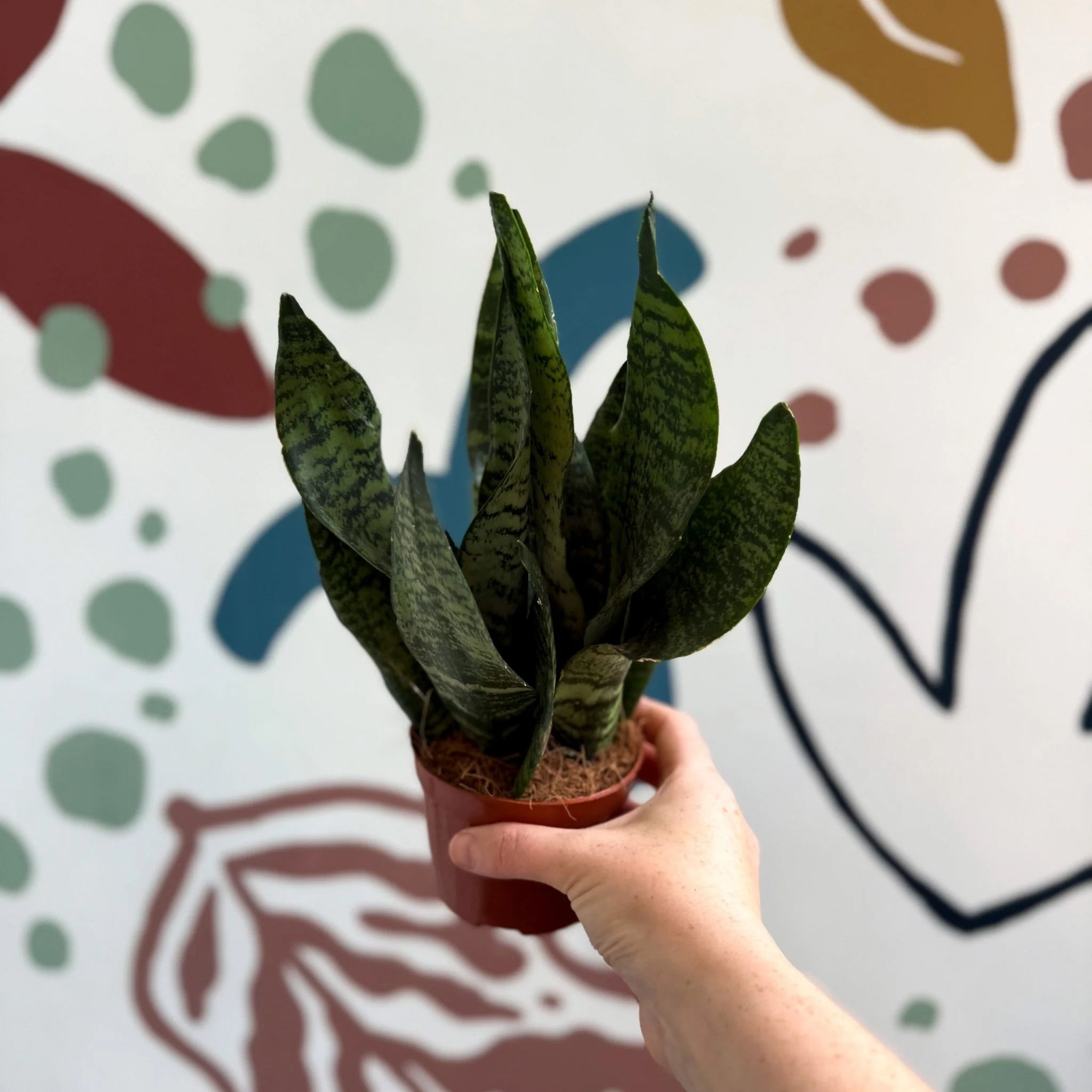Sansevieria zeylanica ‘Compacta’ - Compact Snake Plant - Image 7