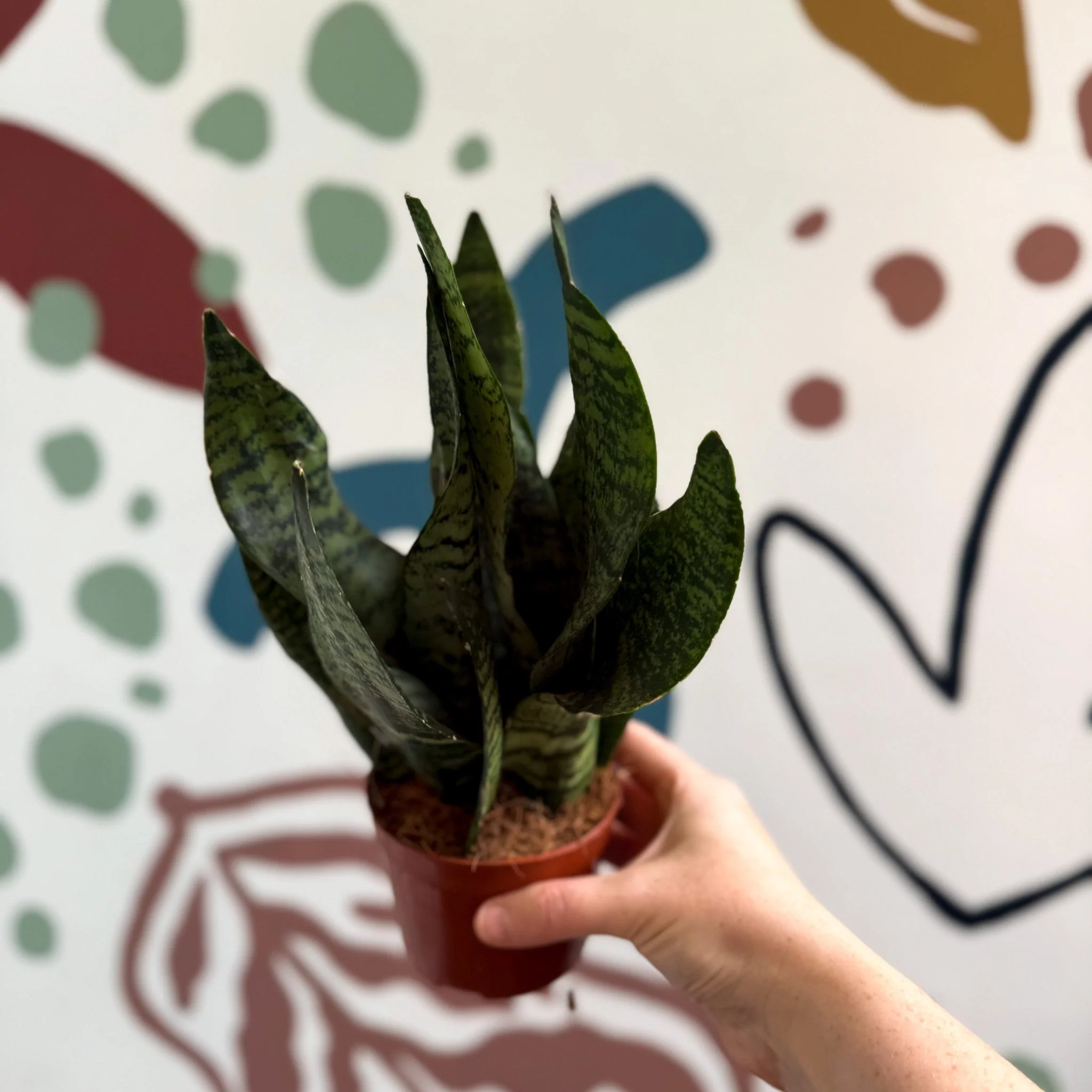 Sansevieria zeylanica ‘Compacta’ - Compact Snake Plant - Image 8