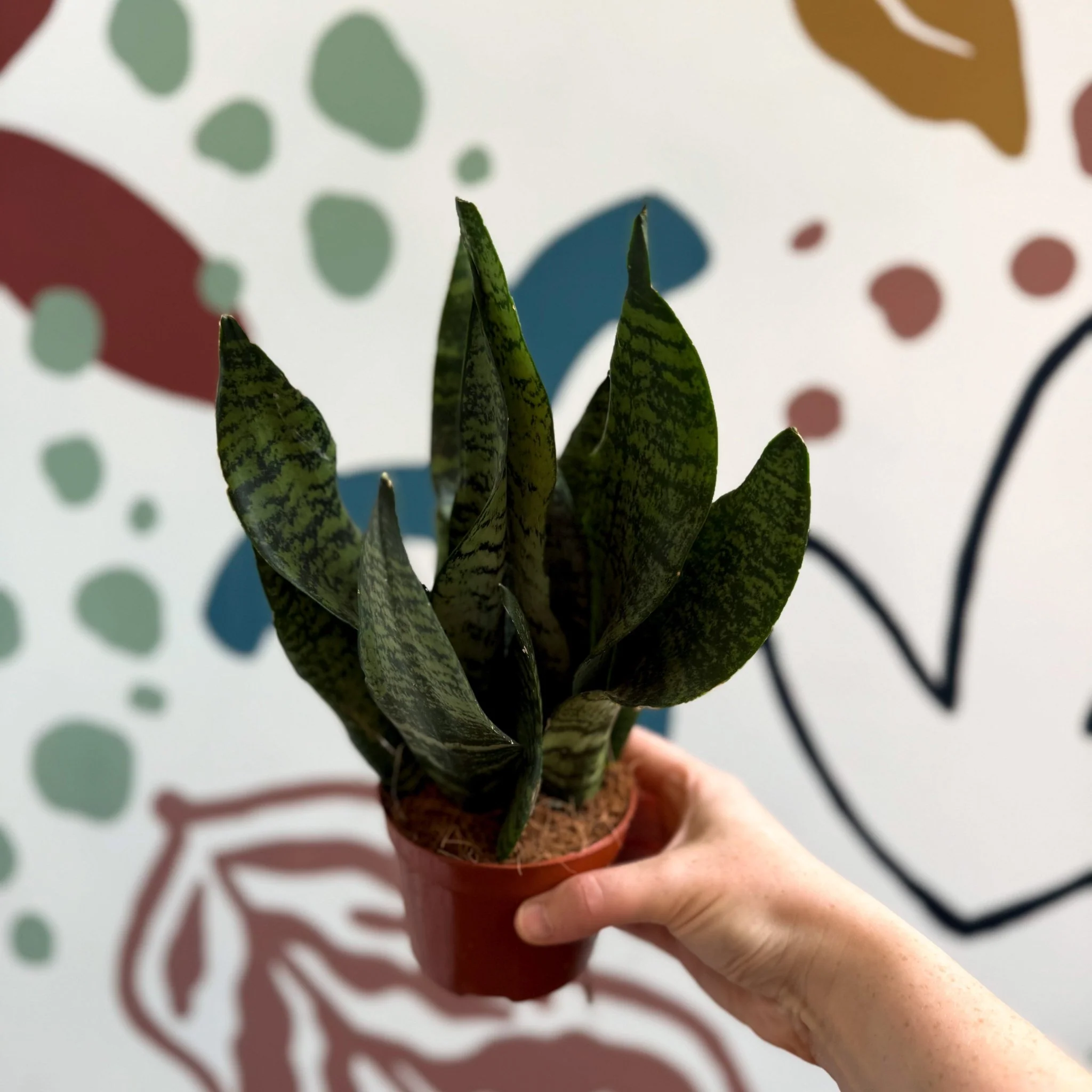 Sansevieria zeylanica ‘Compacta’ - Compact Snake Plant - Image 9