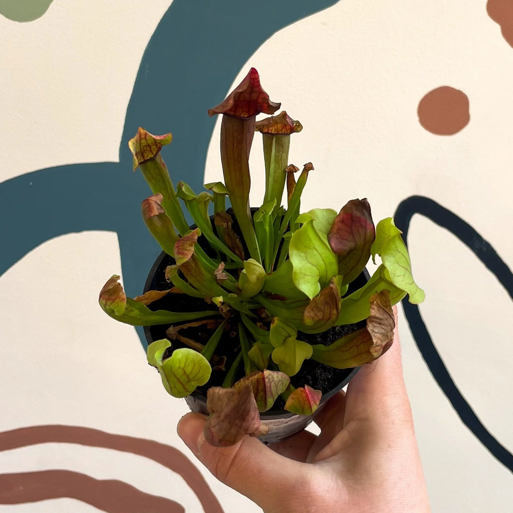 Sarracenia spp. – Pitcher Plant