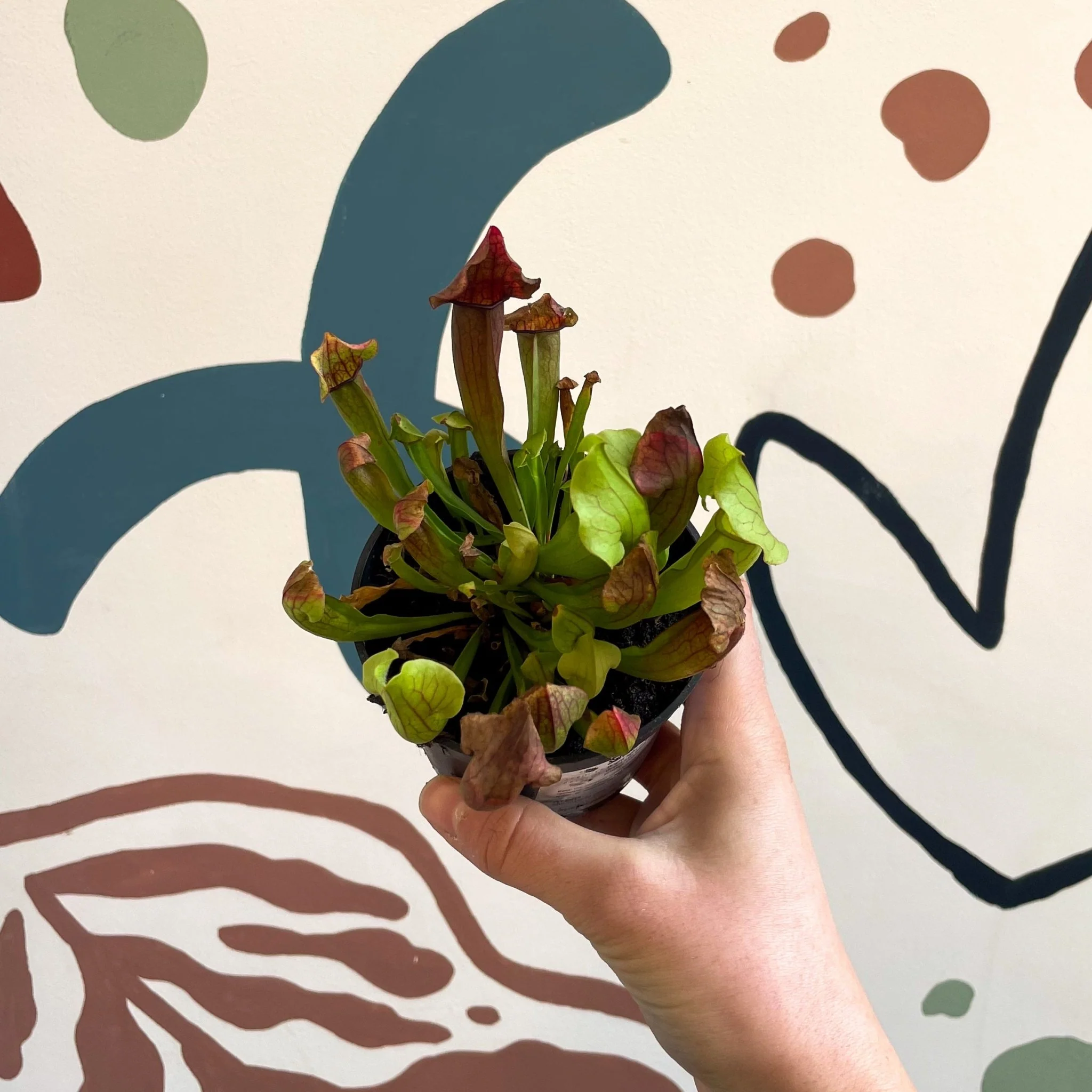 Sarracenia spp. – Pitcher Plant - Image 2