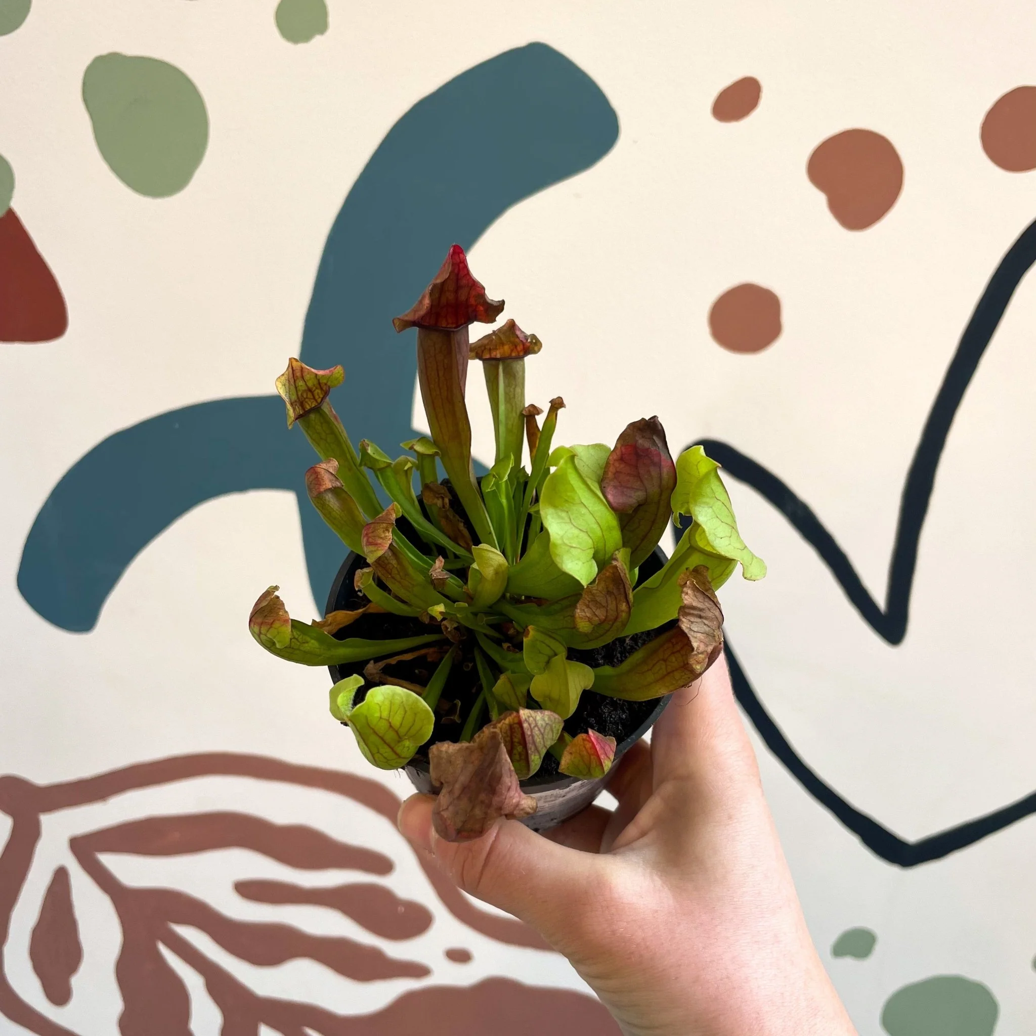 Sarracenia spp. – Pitcher Plant - Image 3