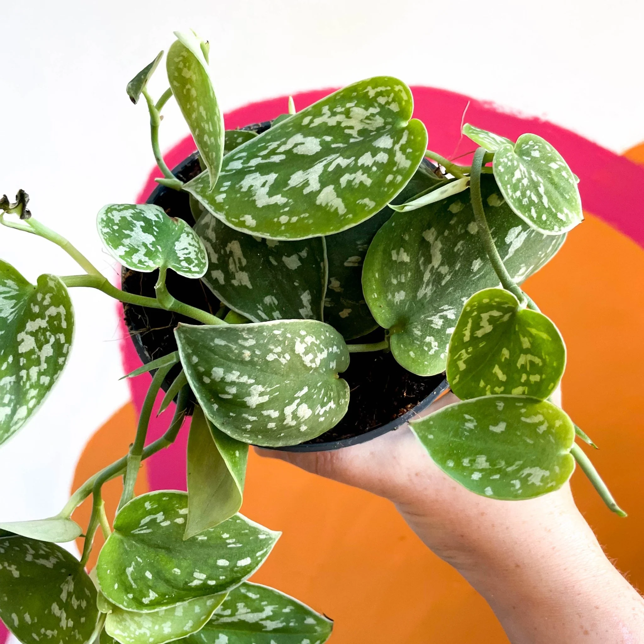 Scindapsus pictus 'Argyraeus' - Satin Pothos - Image 2